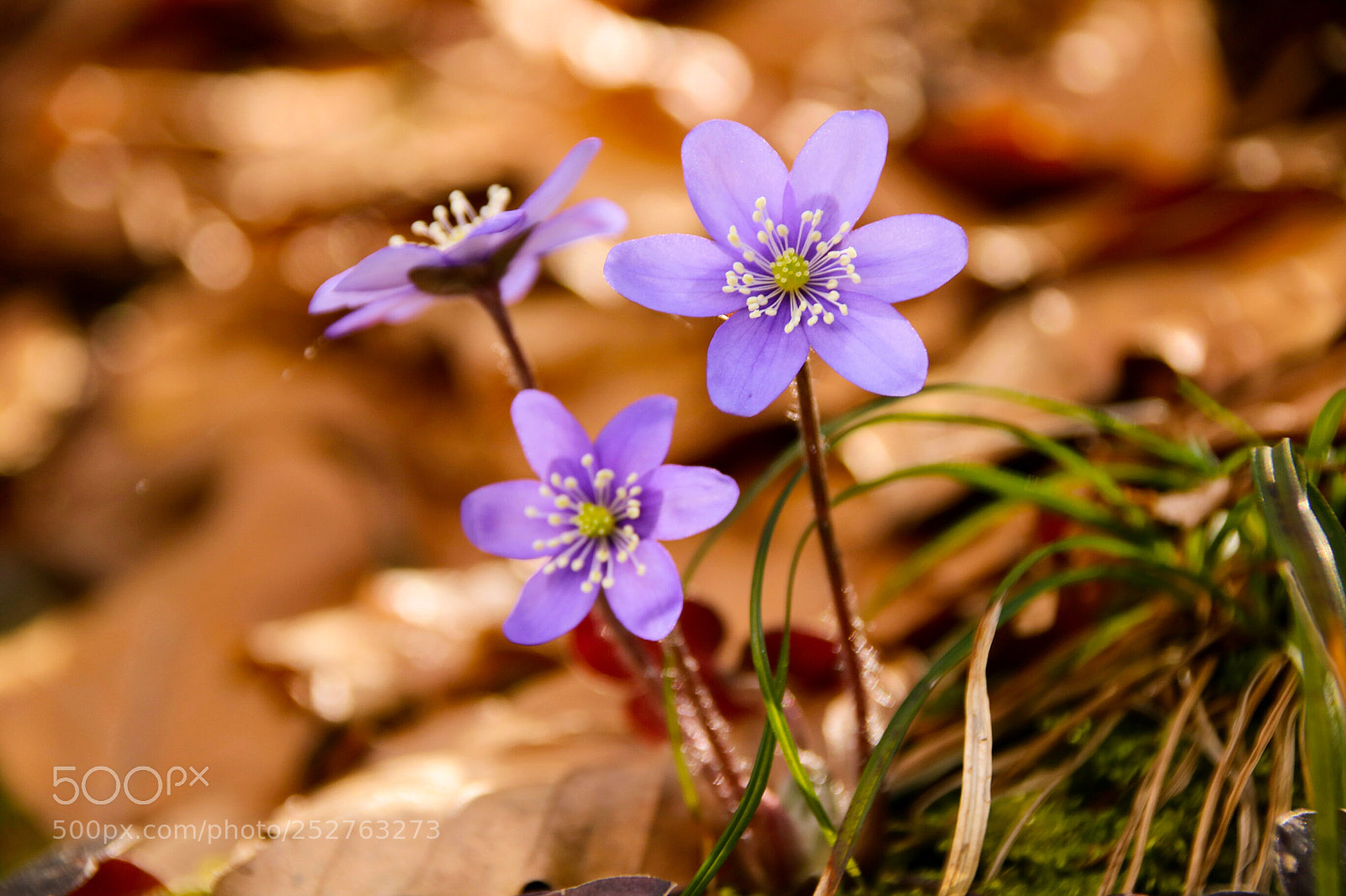 Canon EOS 750D (EOS Rebel T6i / EOS Kiss X8i) sample photo. Leberblümchen photography