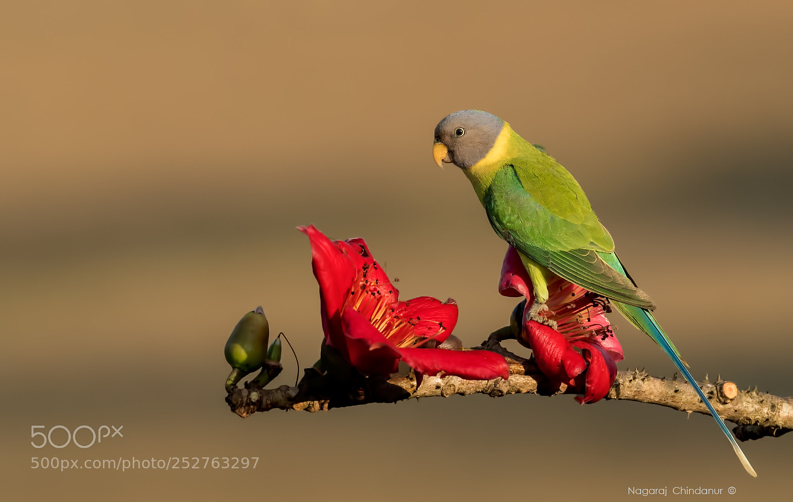 Nikon D5 sample photo. Slaty headed parakeet photography