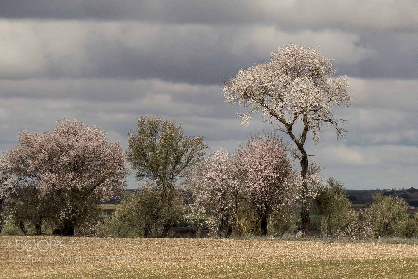 Canon PowerShot SX50 HS sample photo. Almendros photography