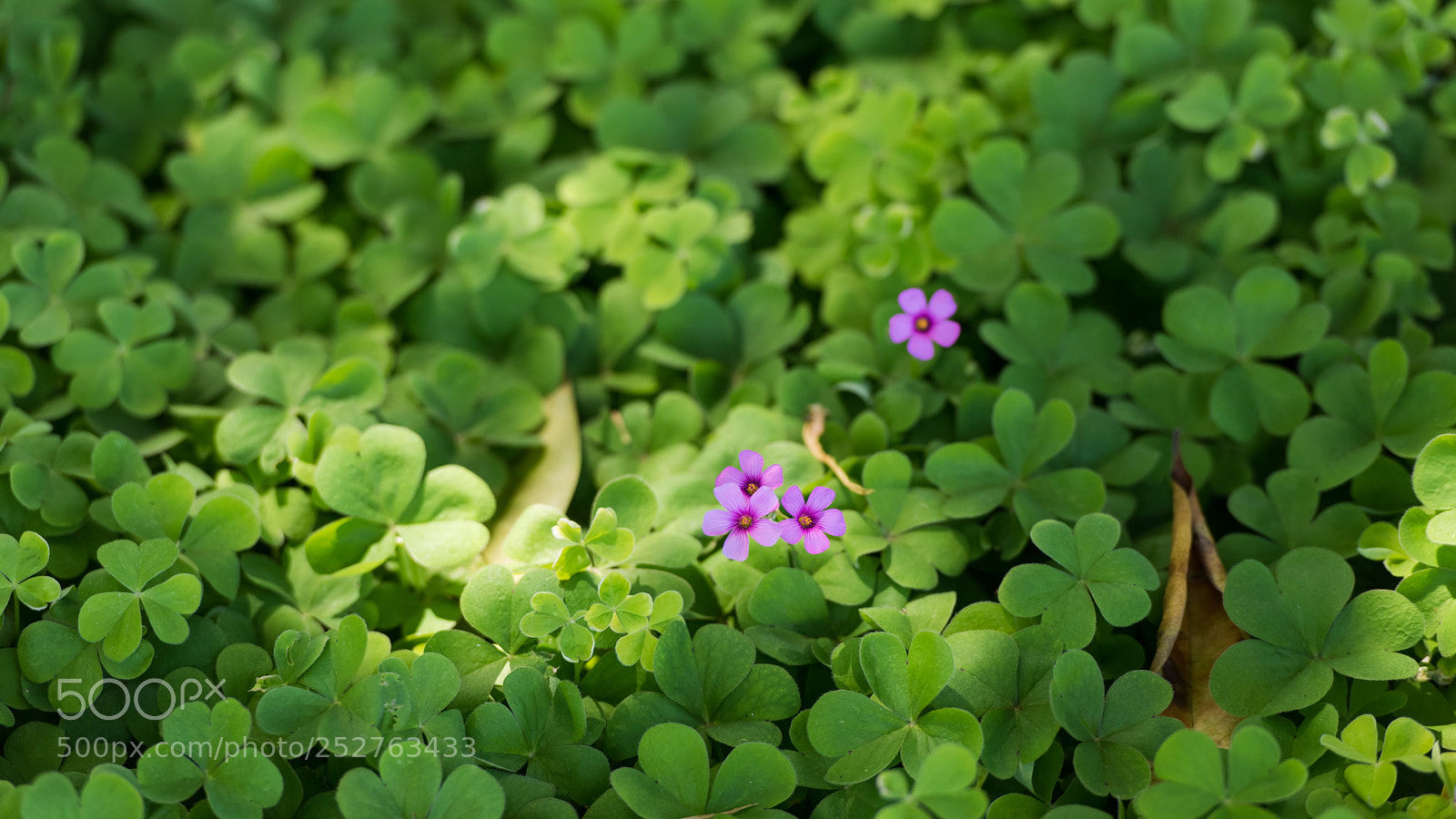 Nikon D810 sample photo. Pink in green, flowers photography