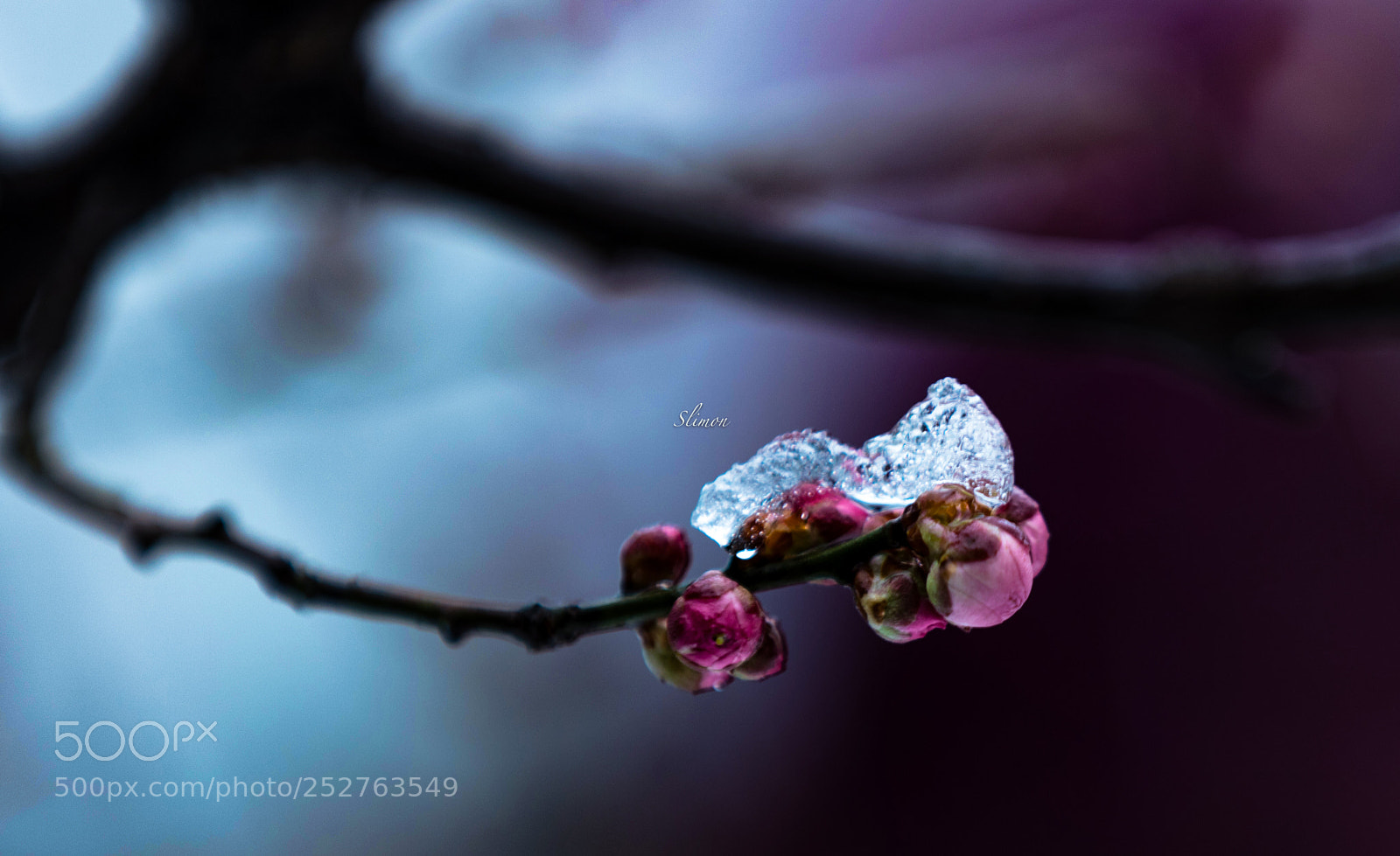 Canon EOS 5DS R sample photo. The red plum photography