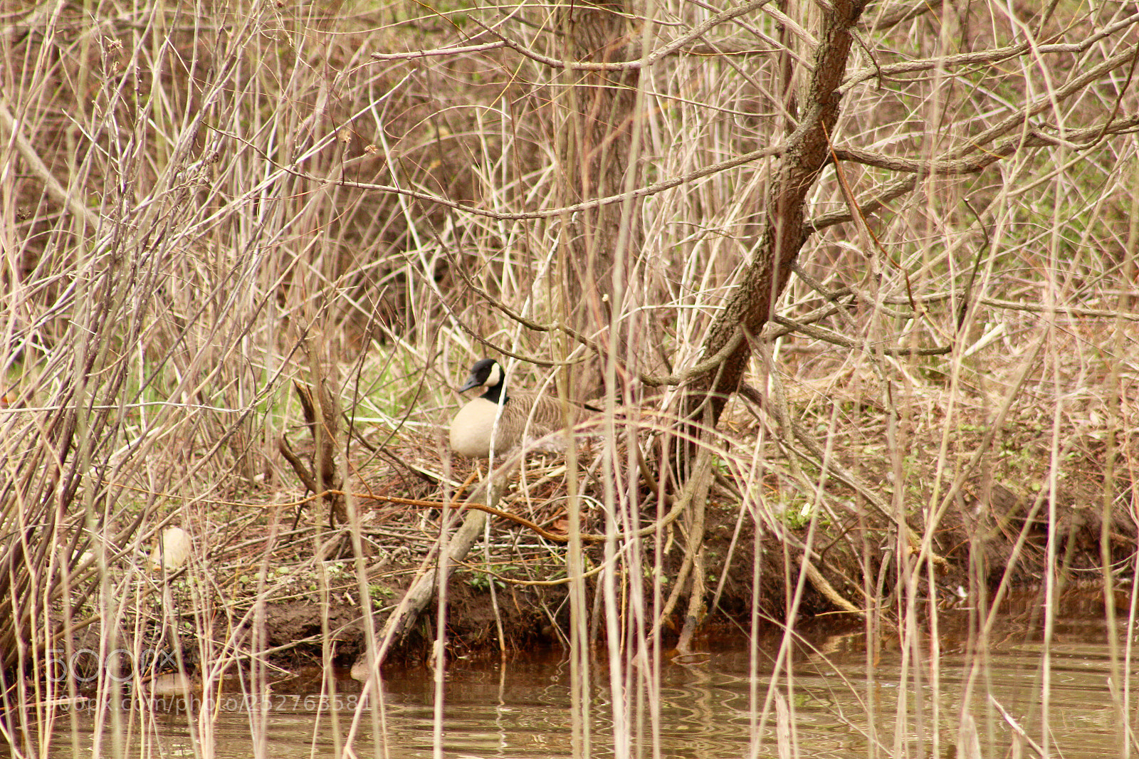 Canon EOS 1300D (EOS Rebel T6 / EOS Kiss X80) sample photo. Goose in nest photography