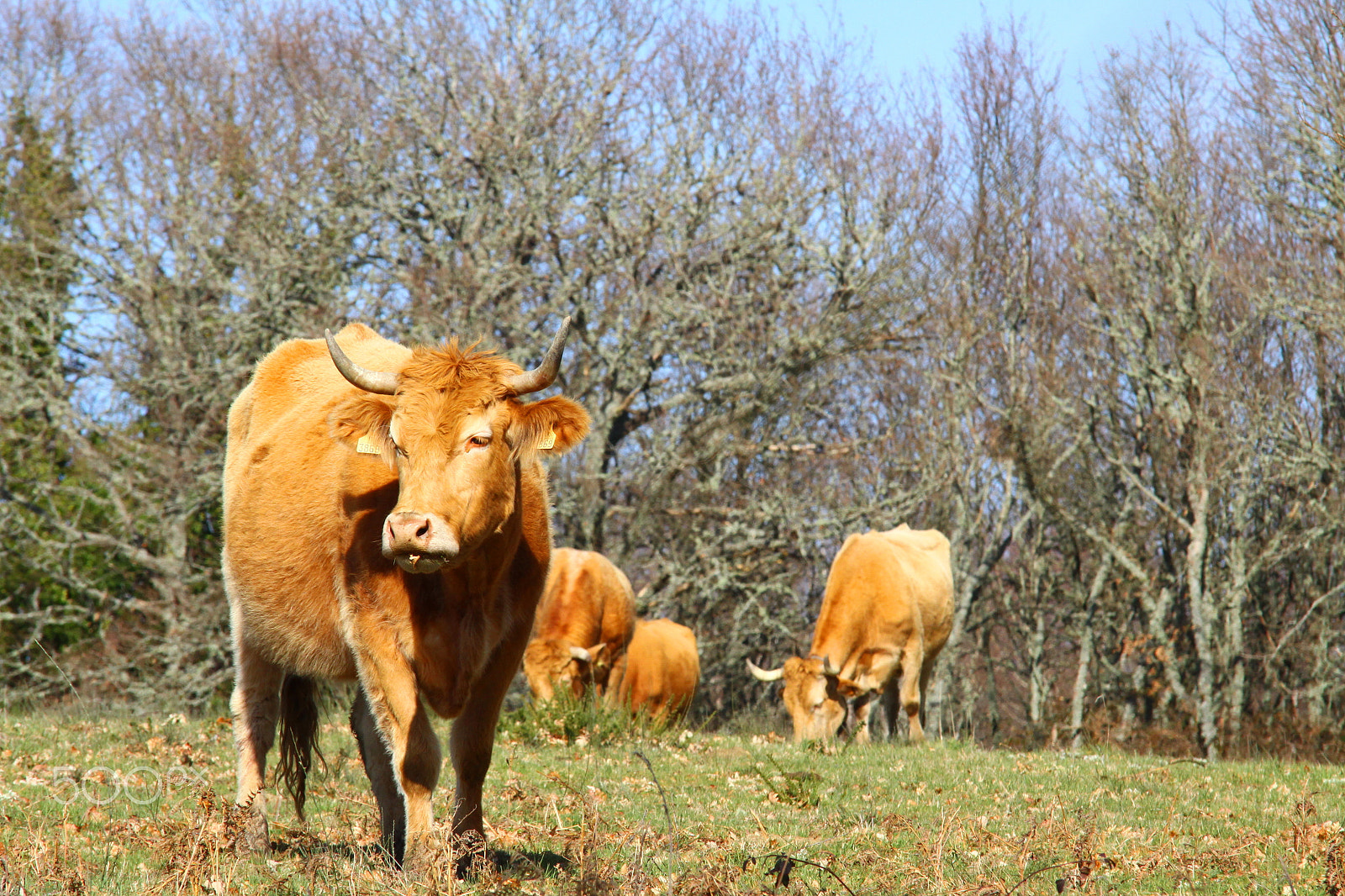 Canon EOS 50D + Sigma 70-200mm F2.8 EX DG OS HSM sample photo. Just some cows photography