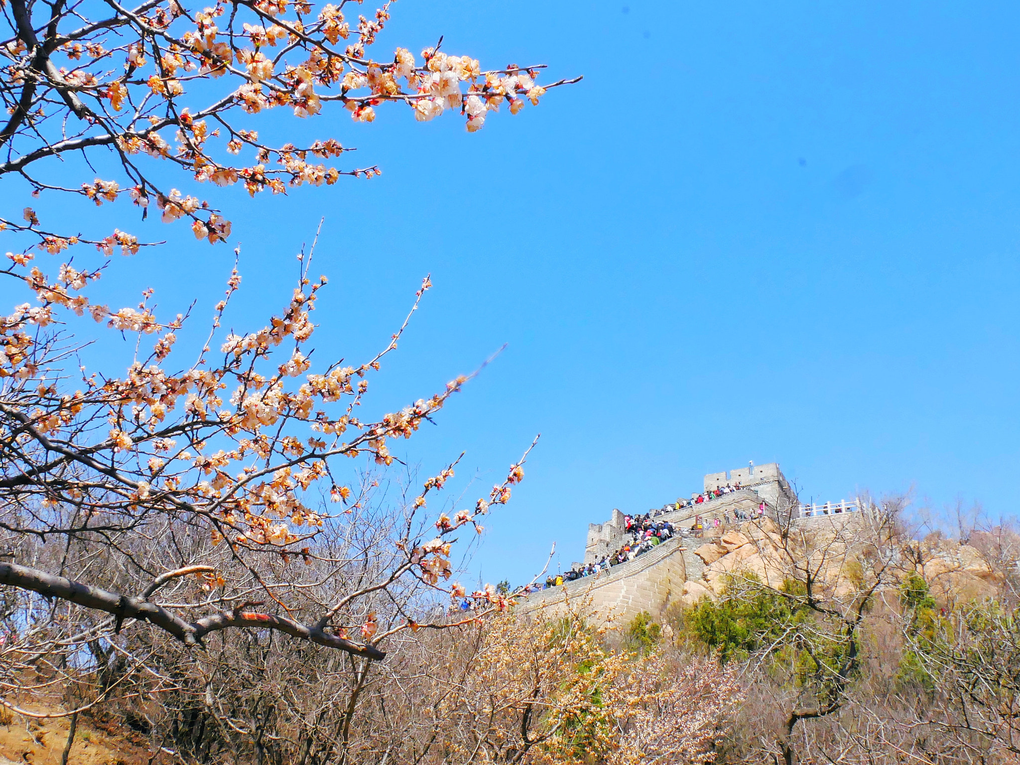 Panasonic Lumix DC-GX850 (Lumix DC-GX800 / Lumix DC-GF9) sample photo. The great wall in spring photography