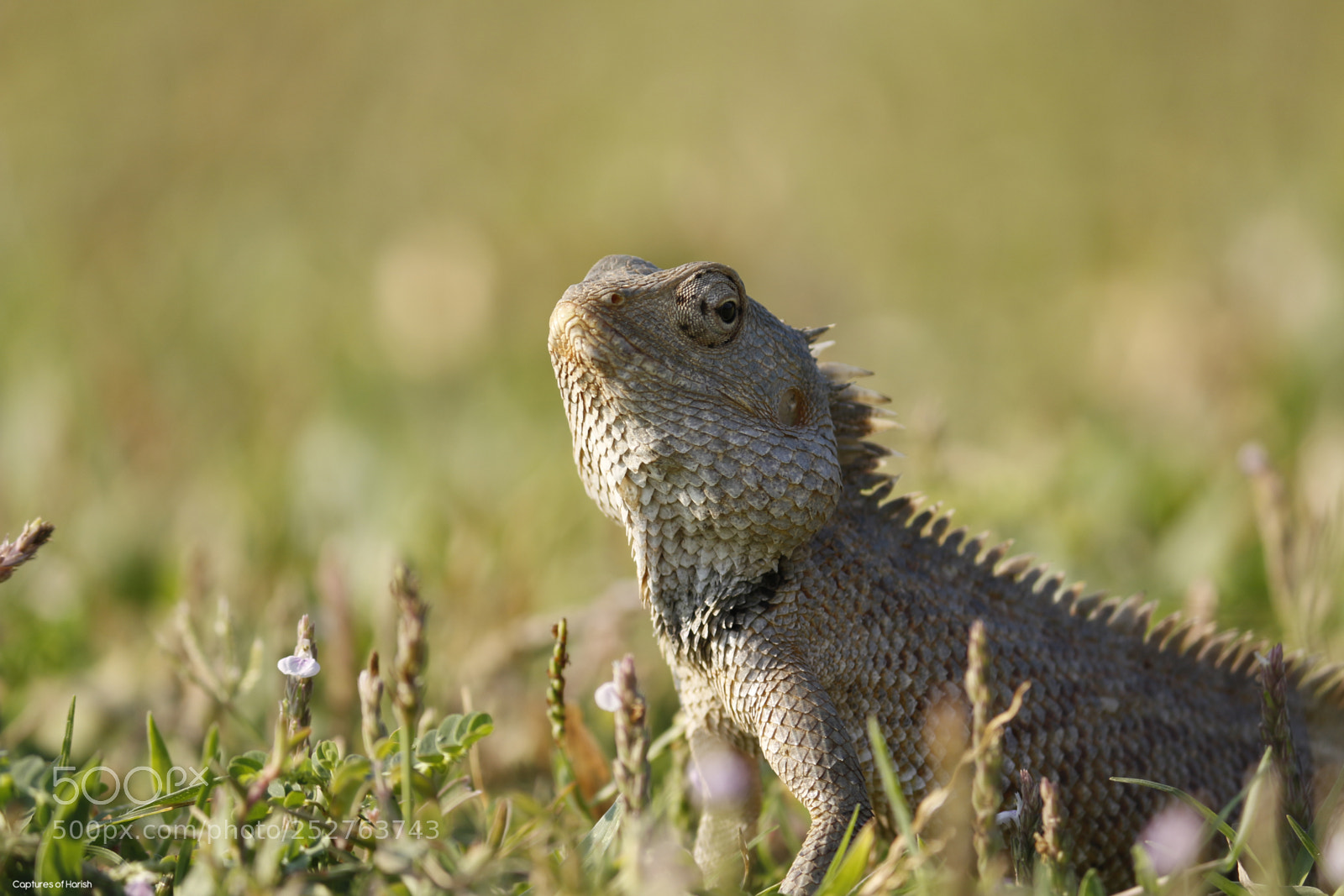 Canon EOS 700D (EOS Rebel T5i / EOS Kiss X7i) sample photo. Is that ok man.. photography