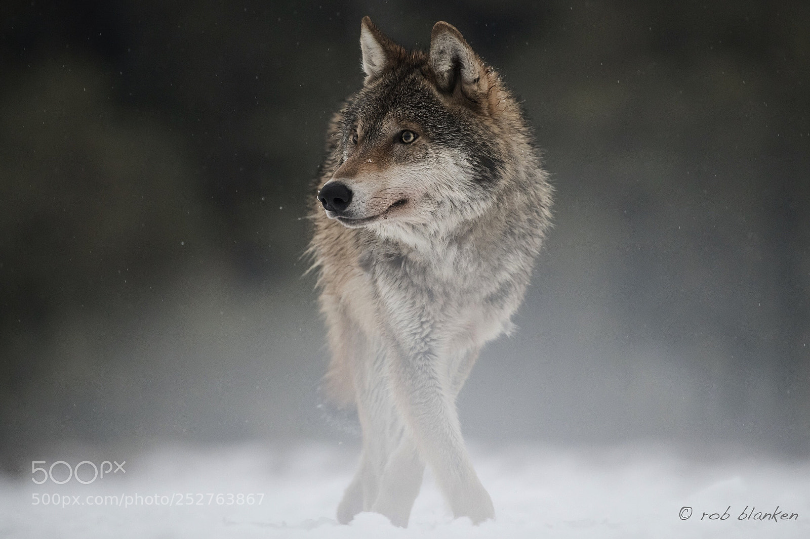 Nikon D850 sample photo. Gray wolf (13) photography