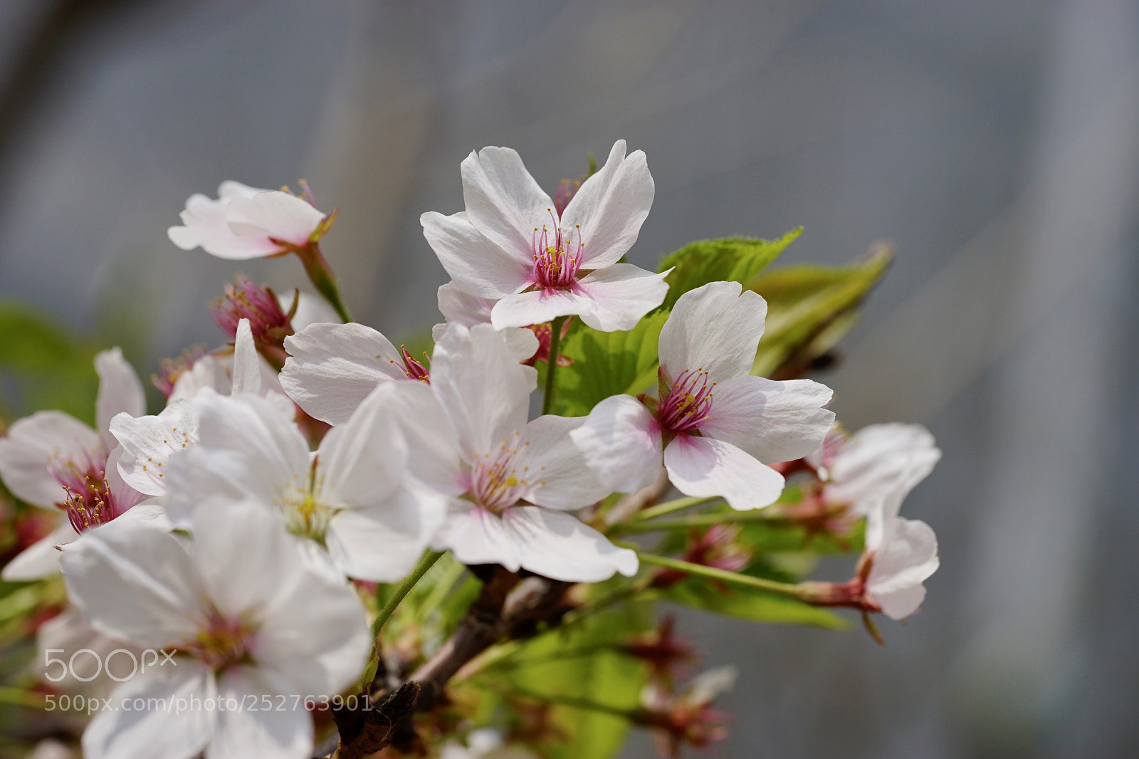 Sony a7 II sample photo. 怒放的樱花 photography