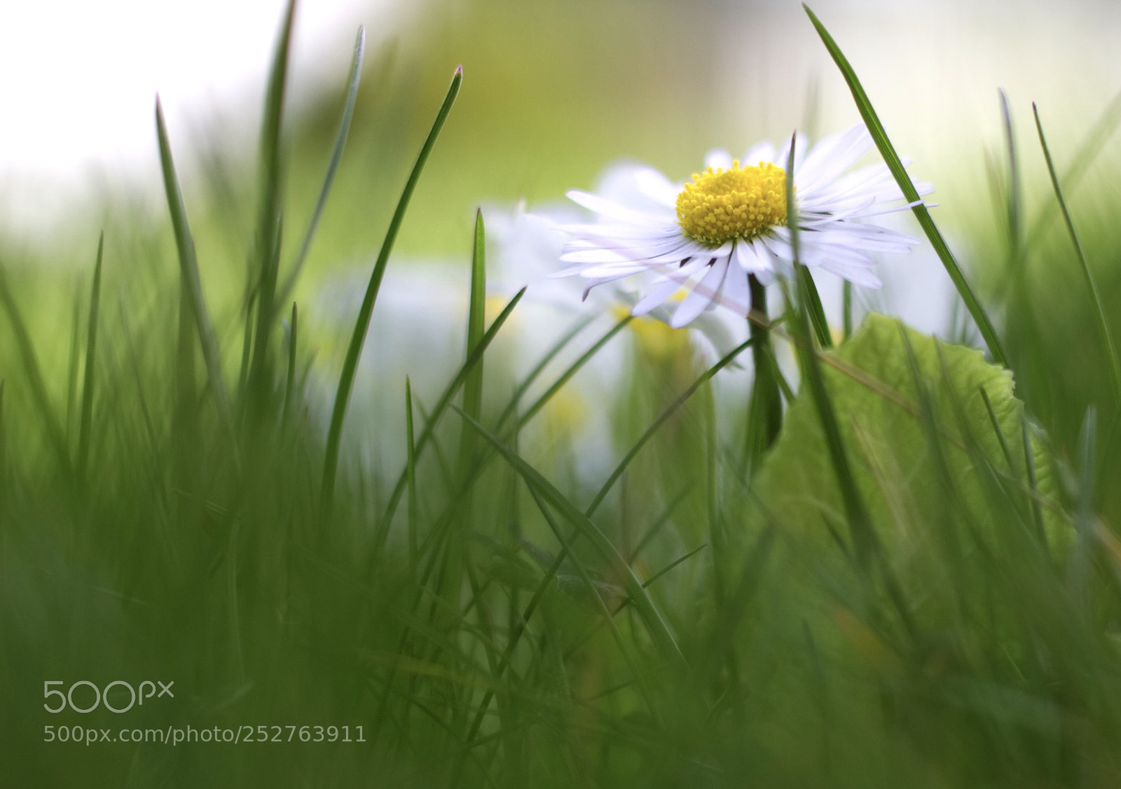 Canon EOS 100D (EOS Rebel SL1 / EOS Kiss X7) sample photo. La reine du jardin photography