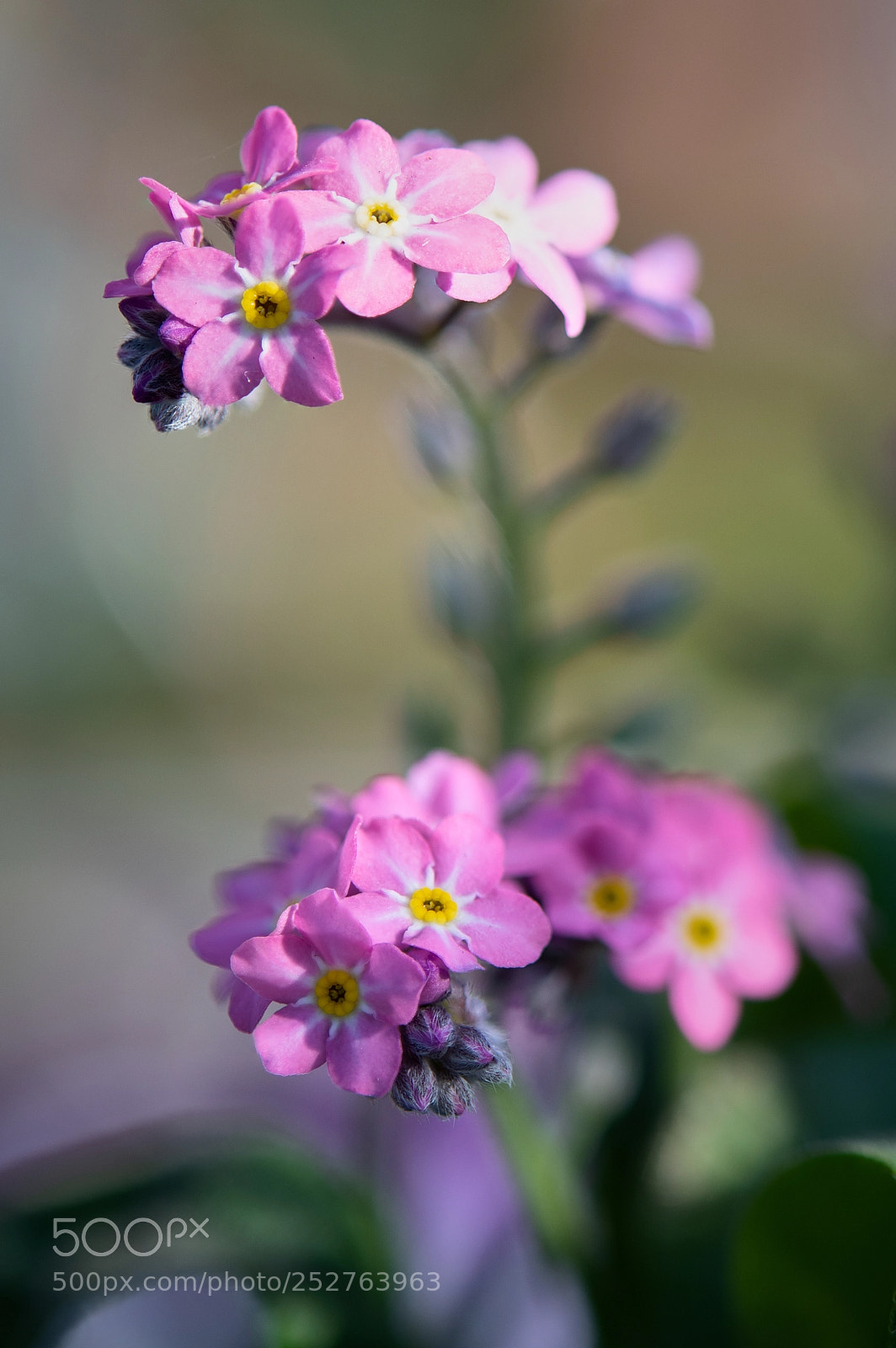 Nikon D850 sample photo. Spring photography