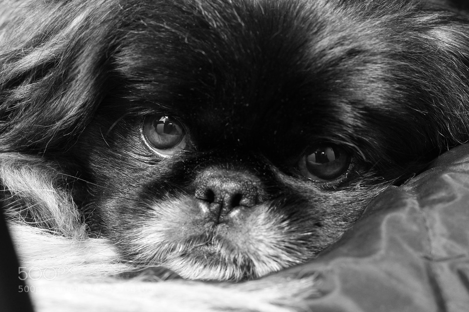 Canon EOS 600D (Rebel EOS T3i / EOS Kiss X5) sample photo. Mikki photography