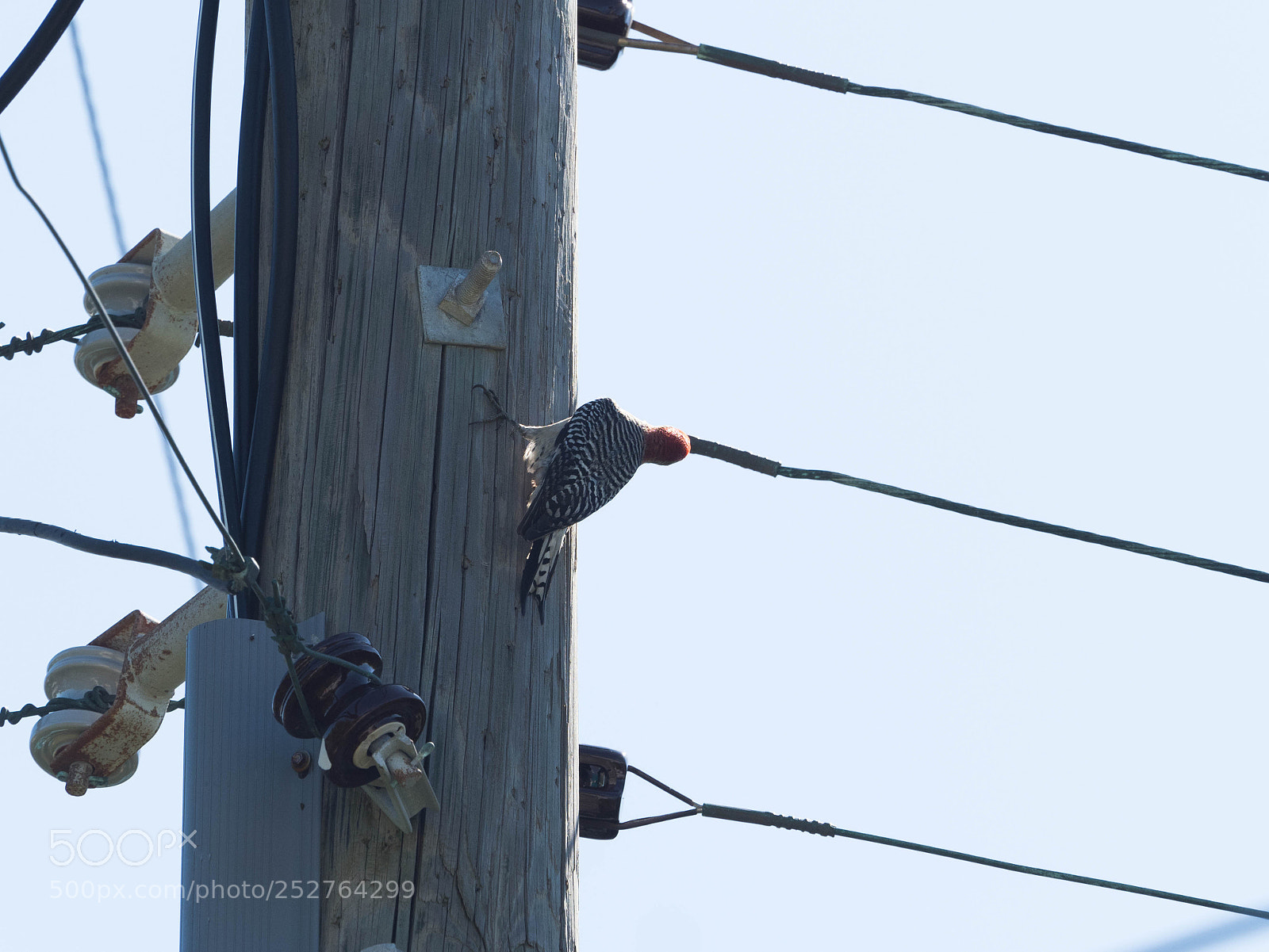 Olympus OM-D E-M1 Mark II sample photo. The wiretap.... photography