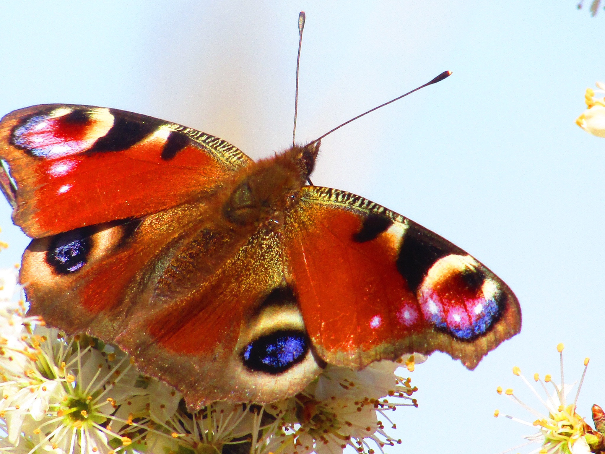 Canon POWERSHOT SX430 IS sample photo. Peacock butterfly photography