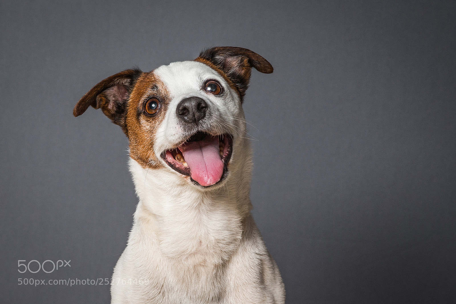 Canon EOS-1D X sample photo. Skippy - jack russell photography