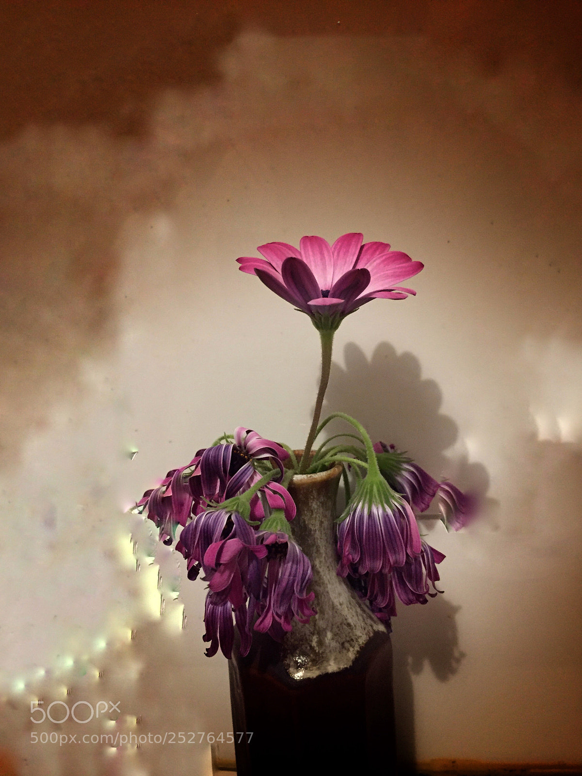 Apple iPhone 6 sample photo. Solo... photography