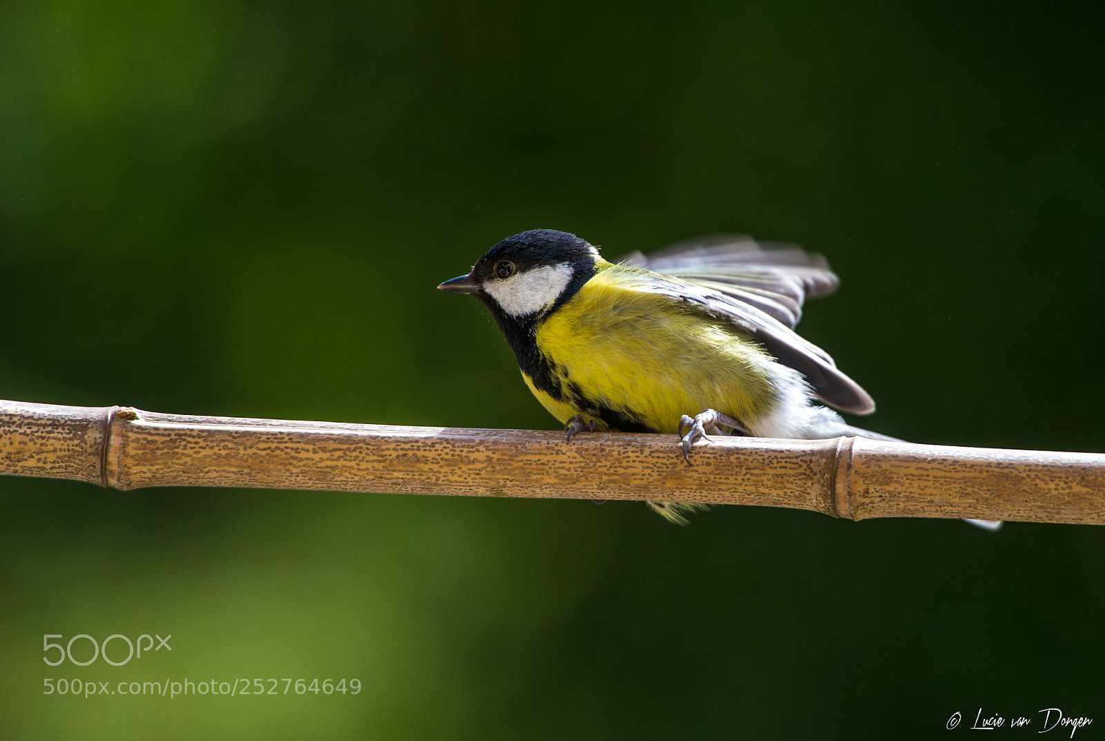 Nikon D610 sample photo. Ready to take off photography