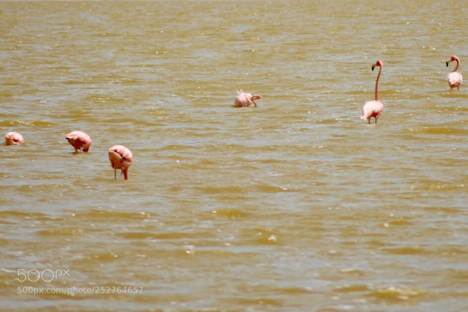 Nikon D7200 sample photo. “flamingo road” photography