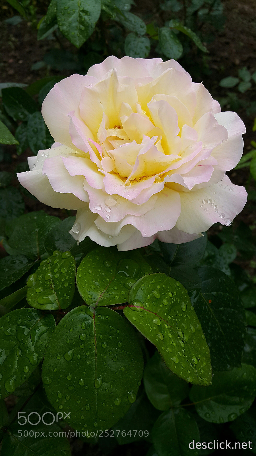 Samsung Galaxy Note4 sample photo. Perfected by nature photography