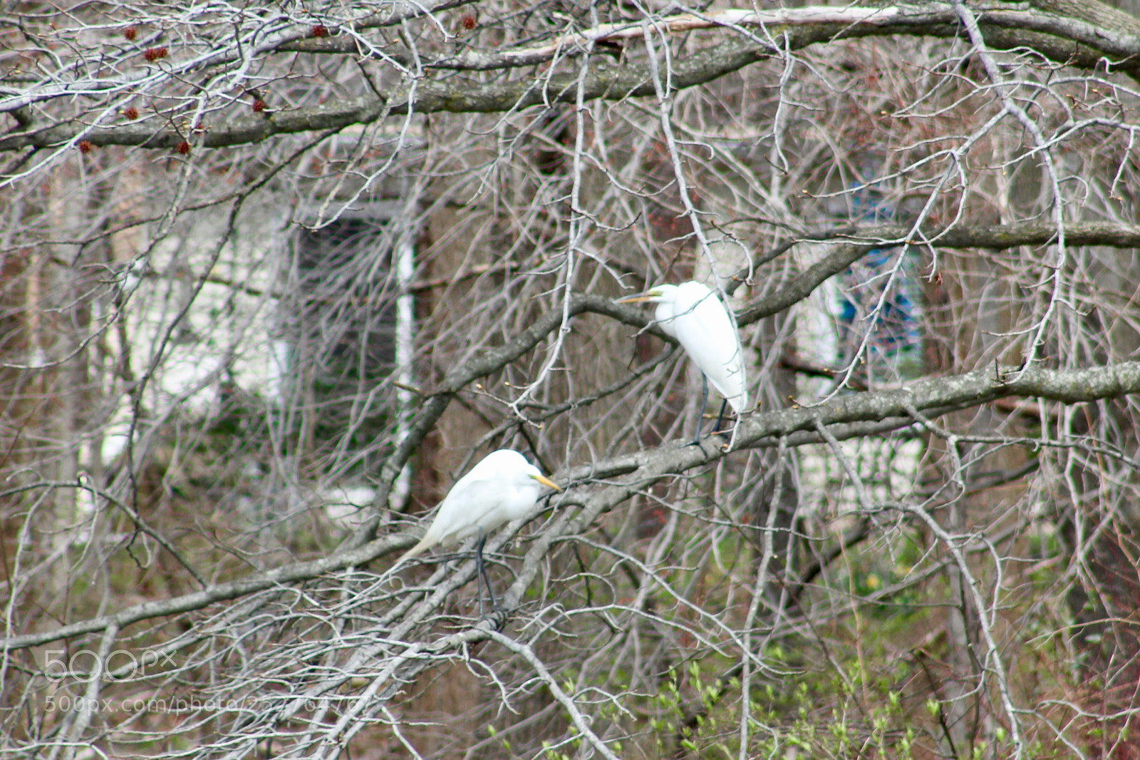 Canon EOS 1300D (EOS Rebel T6 / EOS Kiss X80) sample photo. Two egrets photography