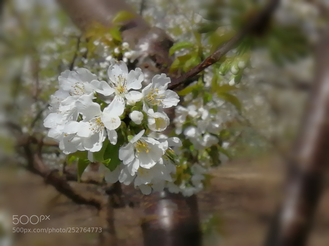 HUAWEI P10 sample photo. Cherry blossoms photography