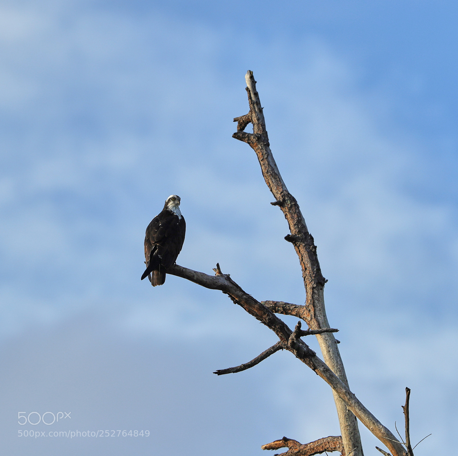 Canon EOS-1D X Mark II sample photo. 04-08-18-0011237.jpg photography
