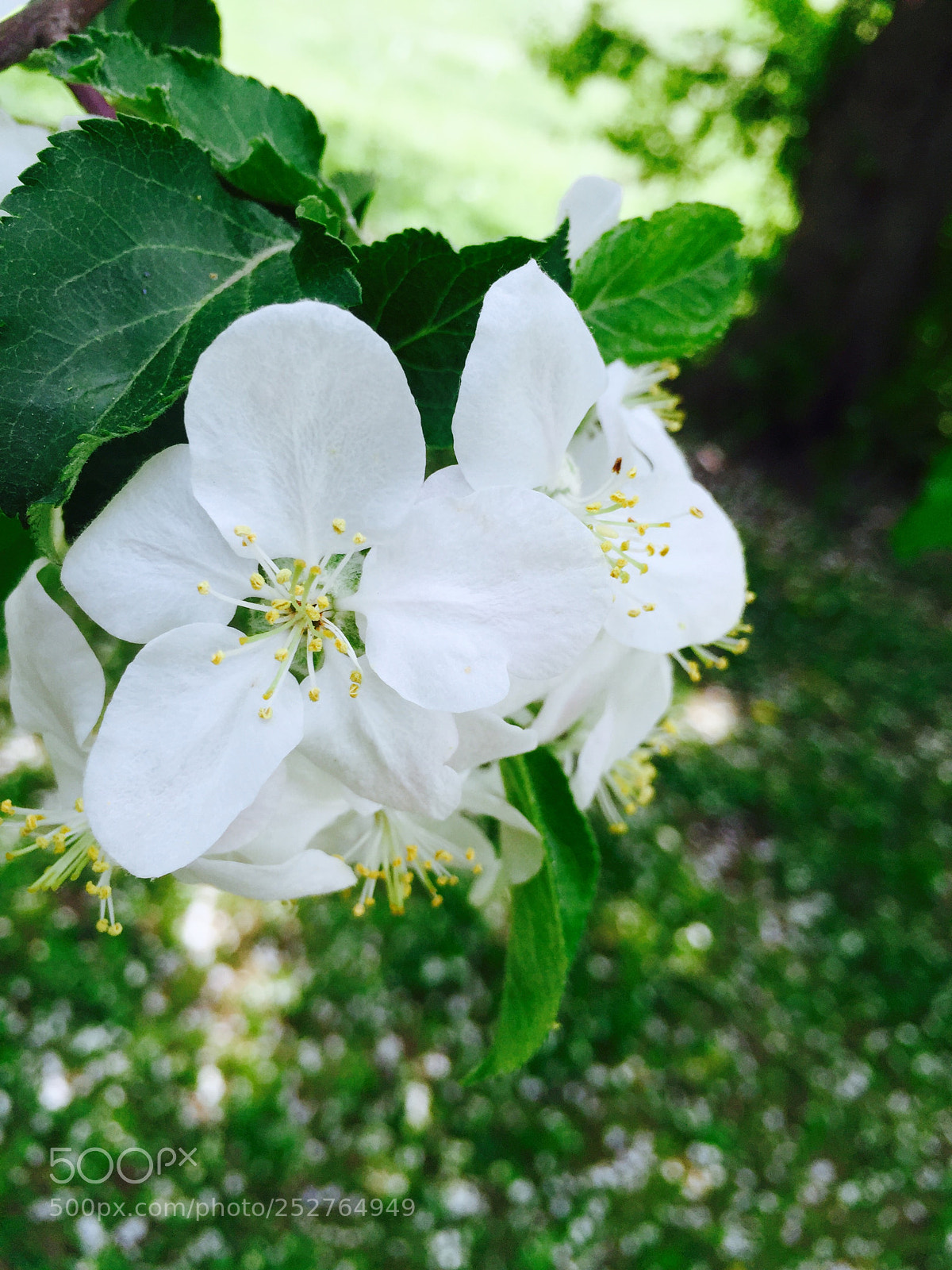 Apple iPhone 6 sample photo. Img_9701 2.jpg photography