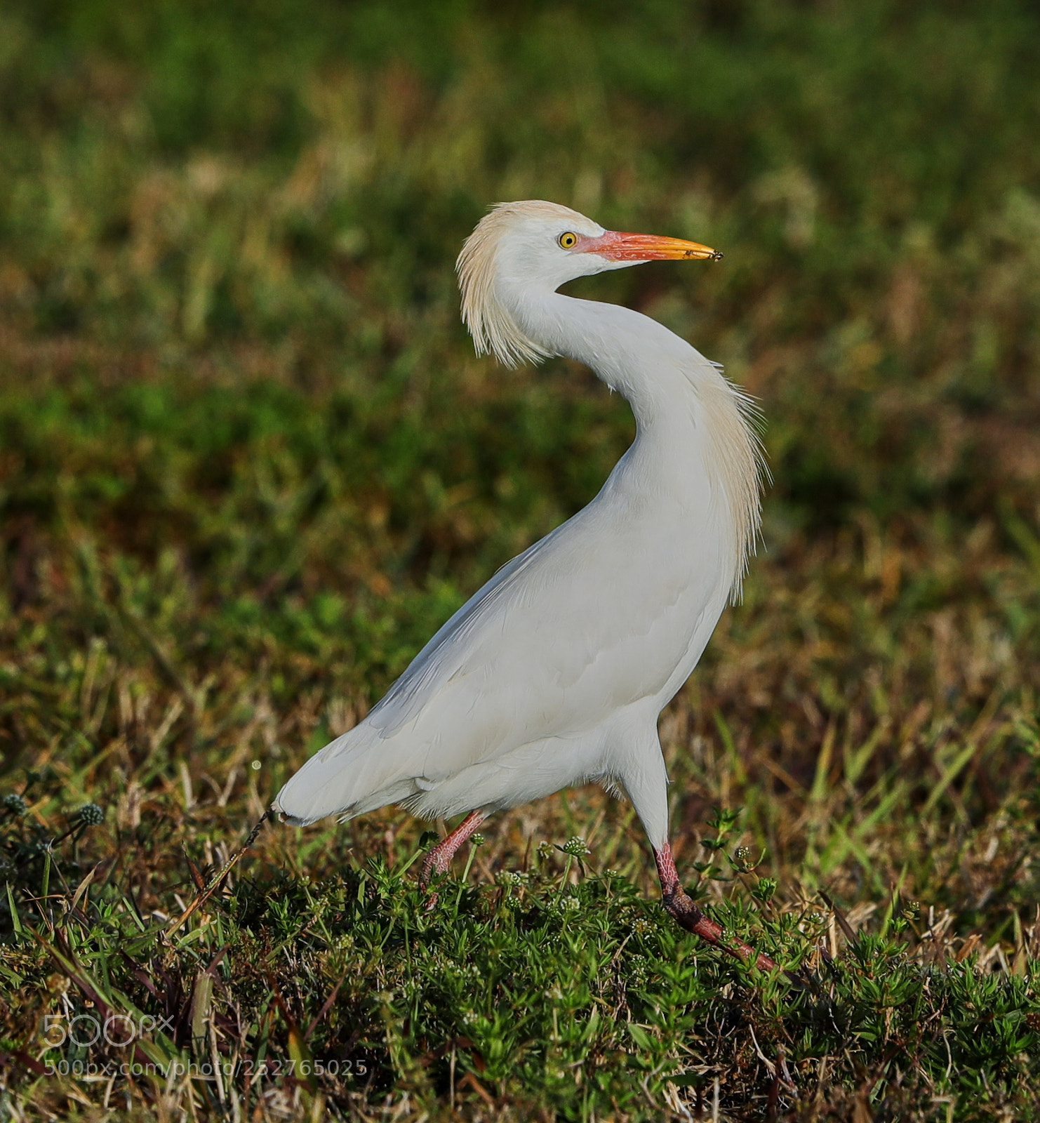 Canon EOS-1D X Mark II sample photo. 04-08-18-0011219.jpg photography