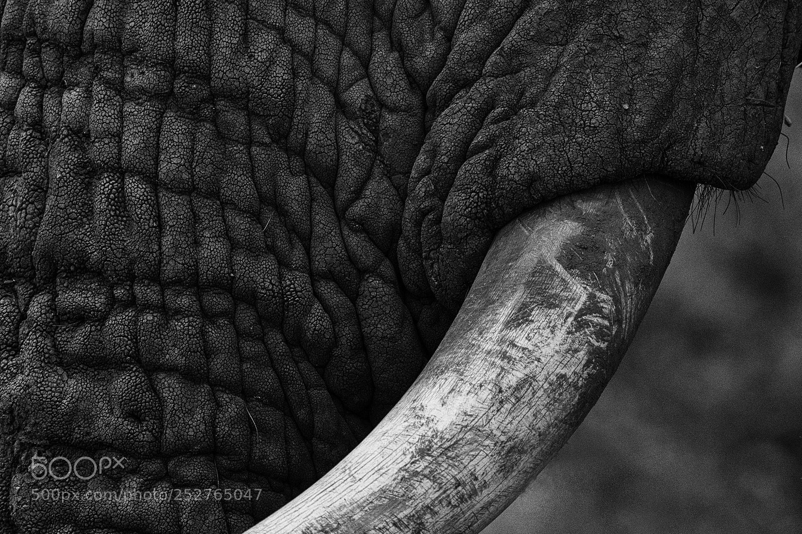 Nikon D500 sample photo. Tusk and textures photography