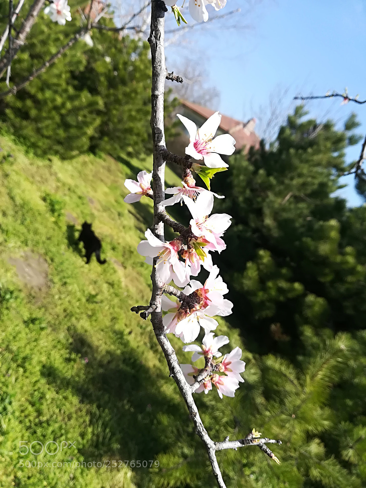 HUAWEI P10 lite sample photo. Spring time photography