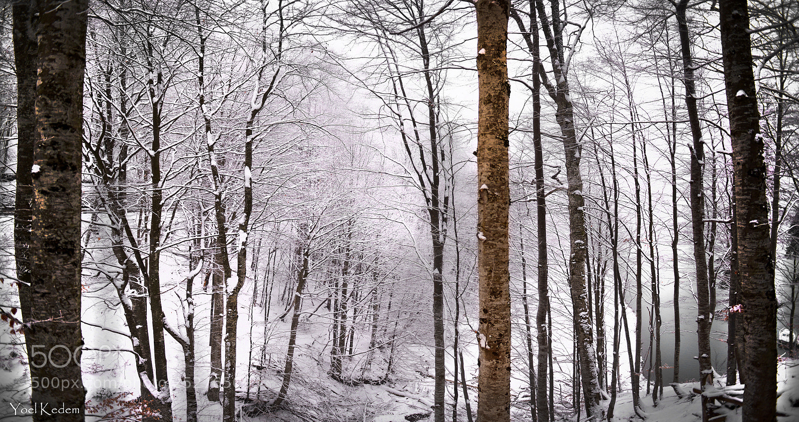 Nikon D800 sample photo. Trees of sibiu photography