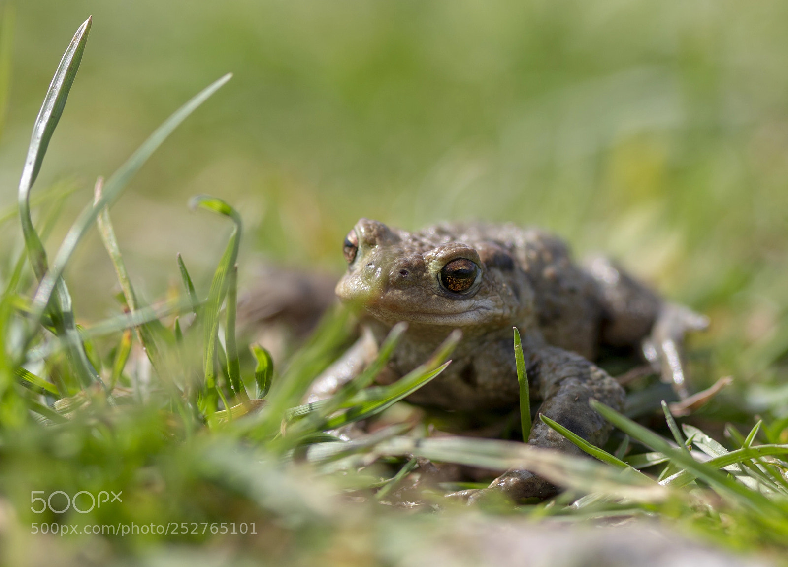 Canon EOS 70D sample photo. The frog photography