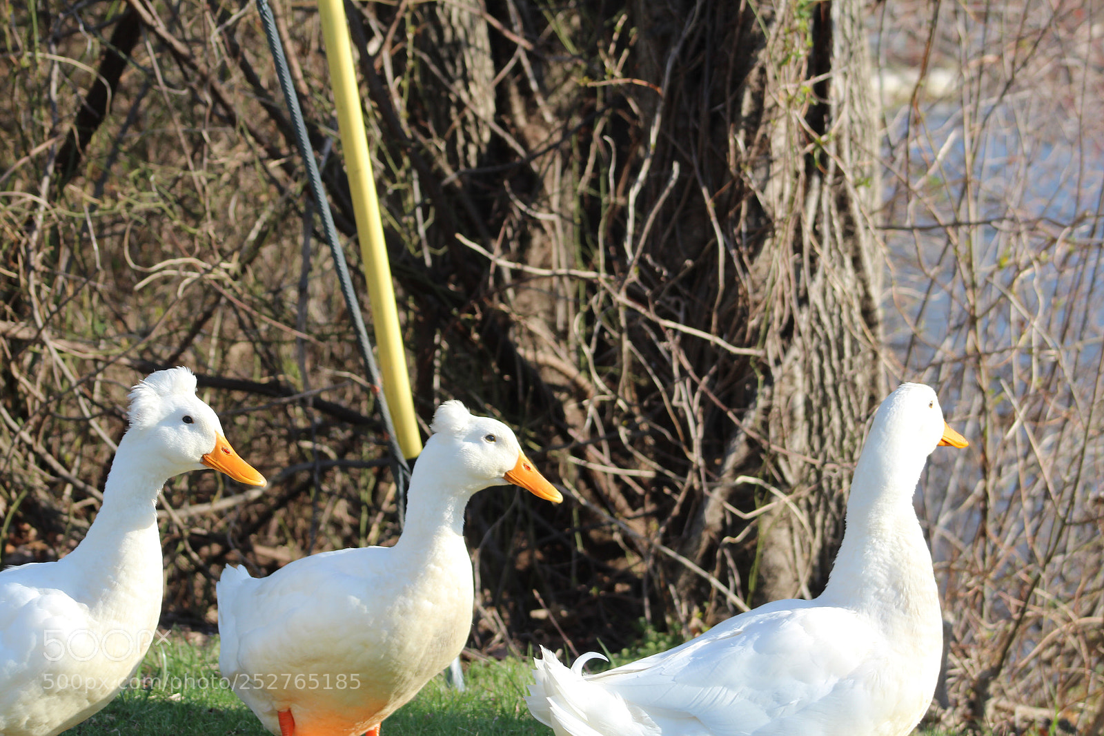 Canon EOS 1300D (EOS Rebel T6 / EOS Kiss X80) sample photo. Three ducks photography