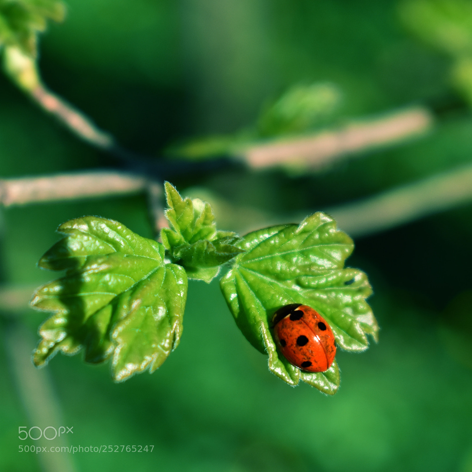 Nikon D3400 sample photo. Ladybug photography