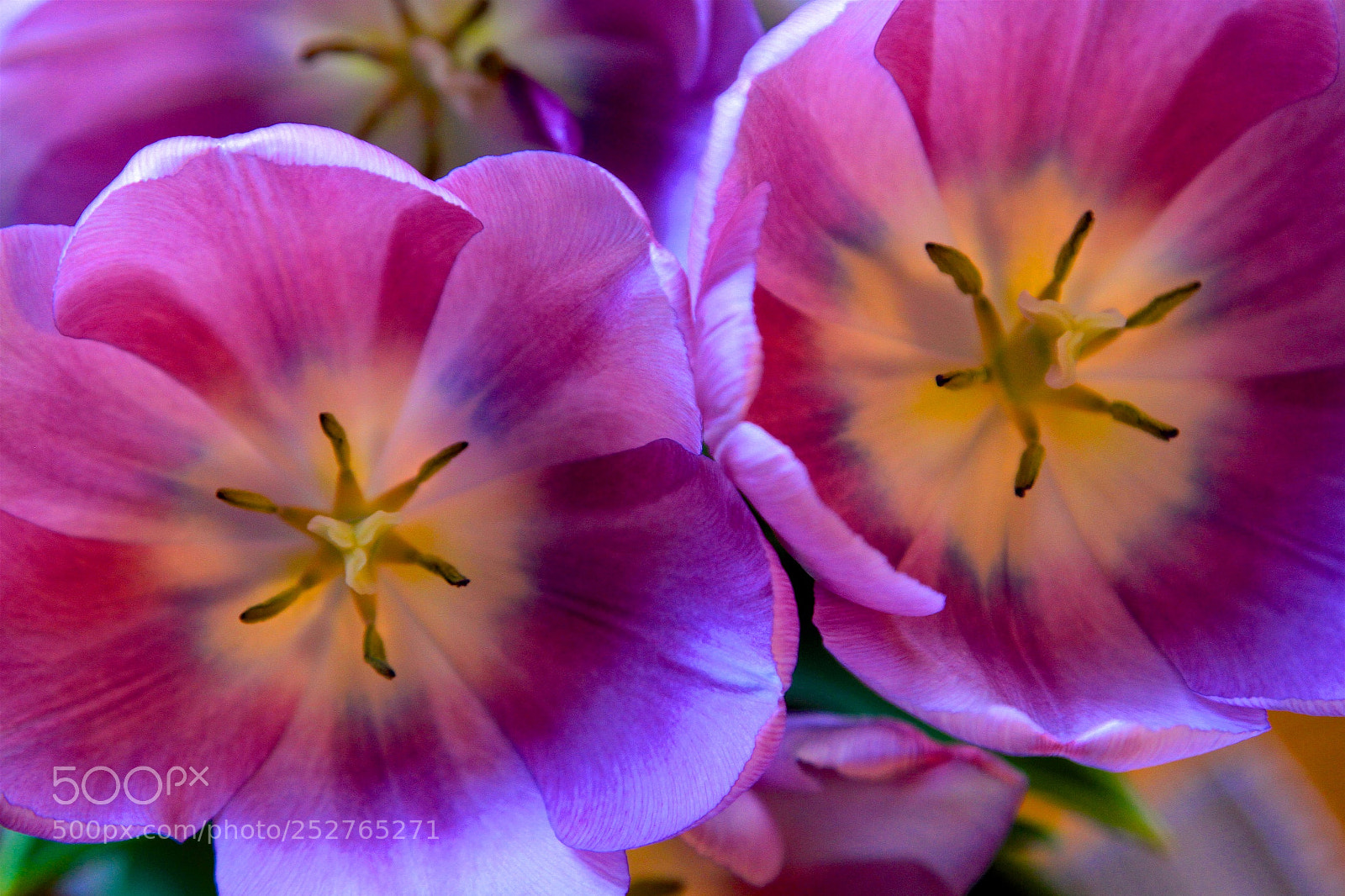 Canon EOS 7D sample photo. Twin tulips photography