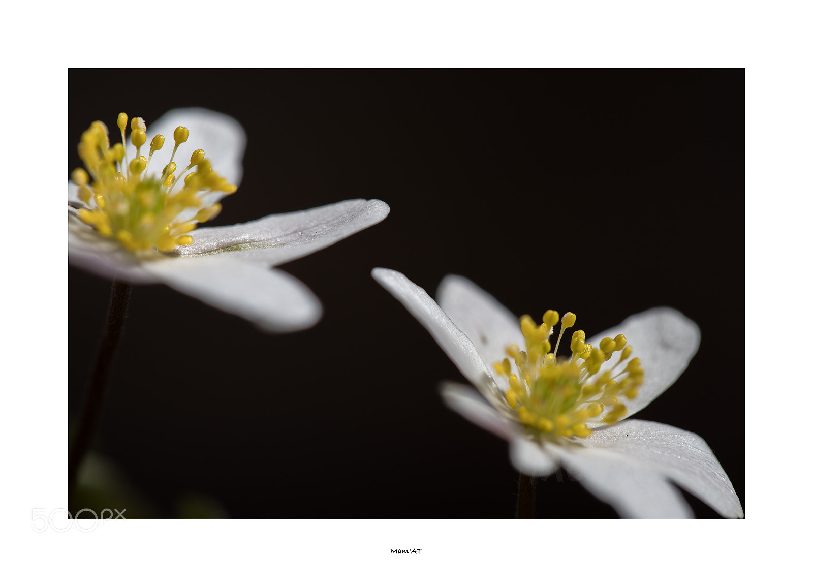 Canon EOS 6D Mark II sample photo. Double anémone photography