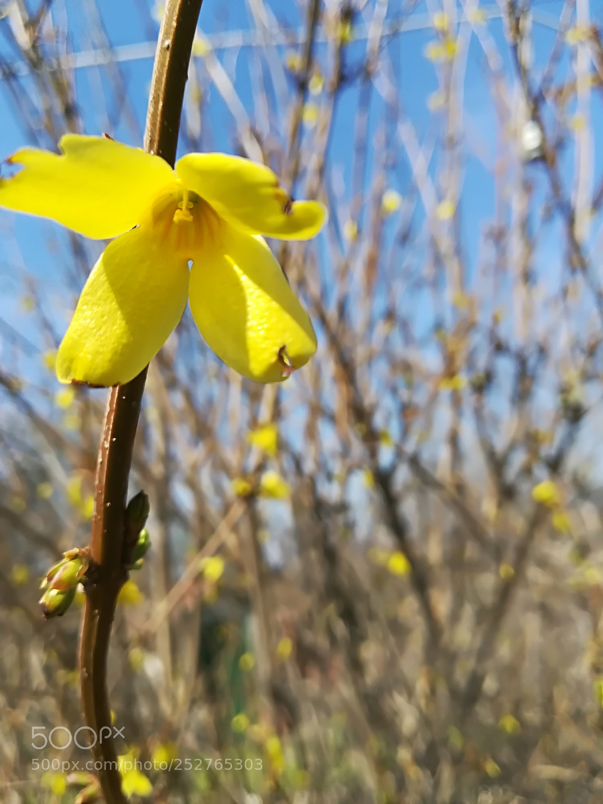 HUAWEI P10 lite sample photo. Spring 2018 photography