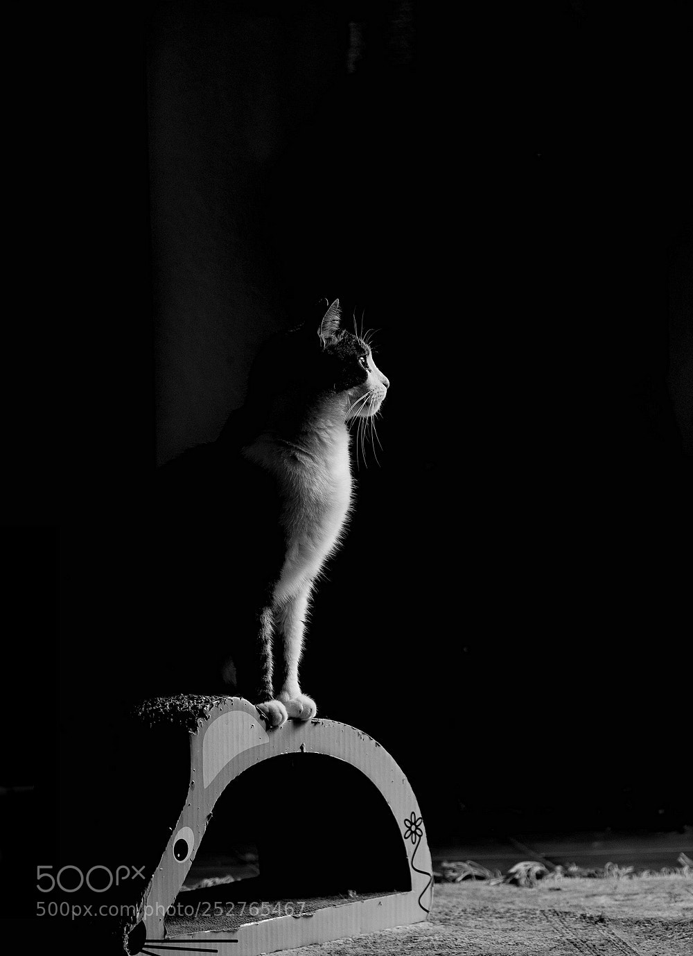Canon EOS 5D Mark IV sample photo. Color in black (nietzsche) photography