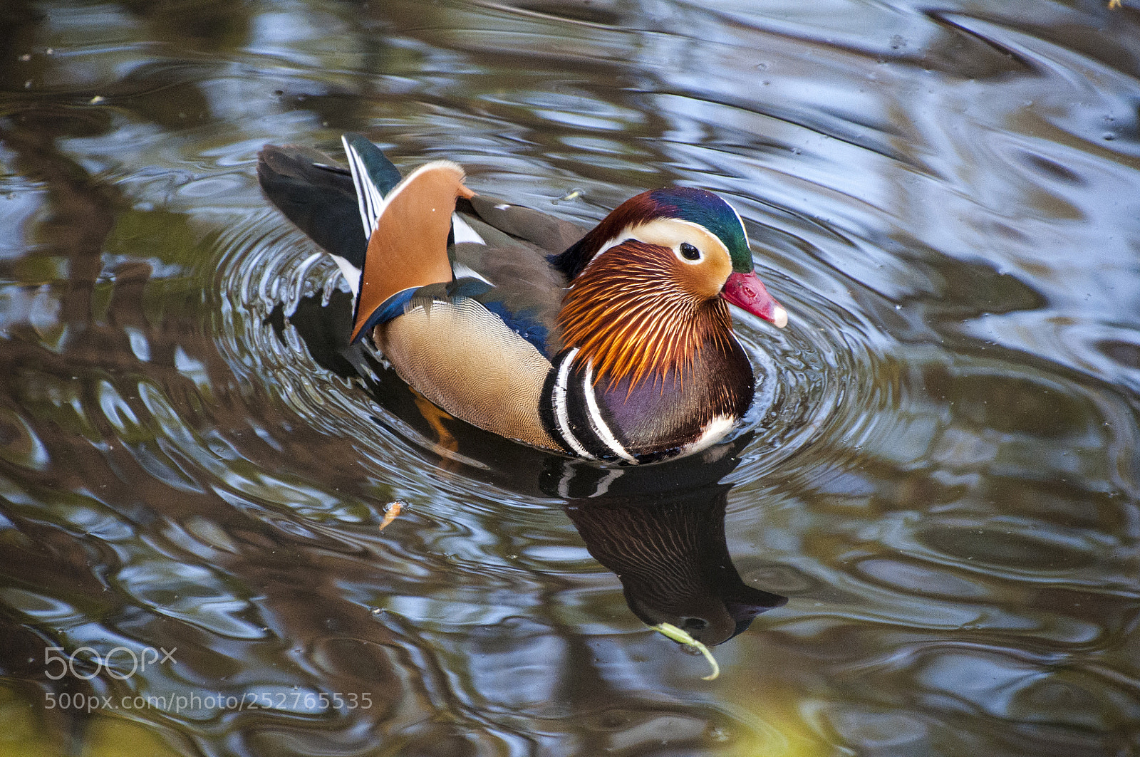 Nikon D90 sample photo. Mandarin duck photography