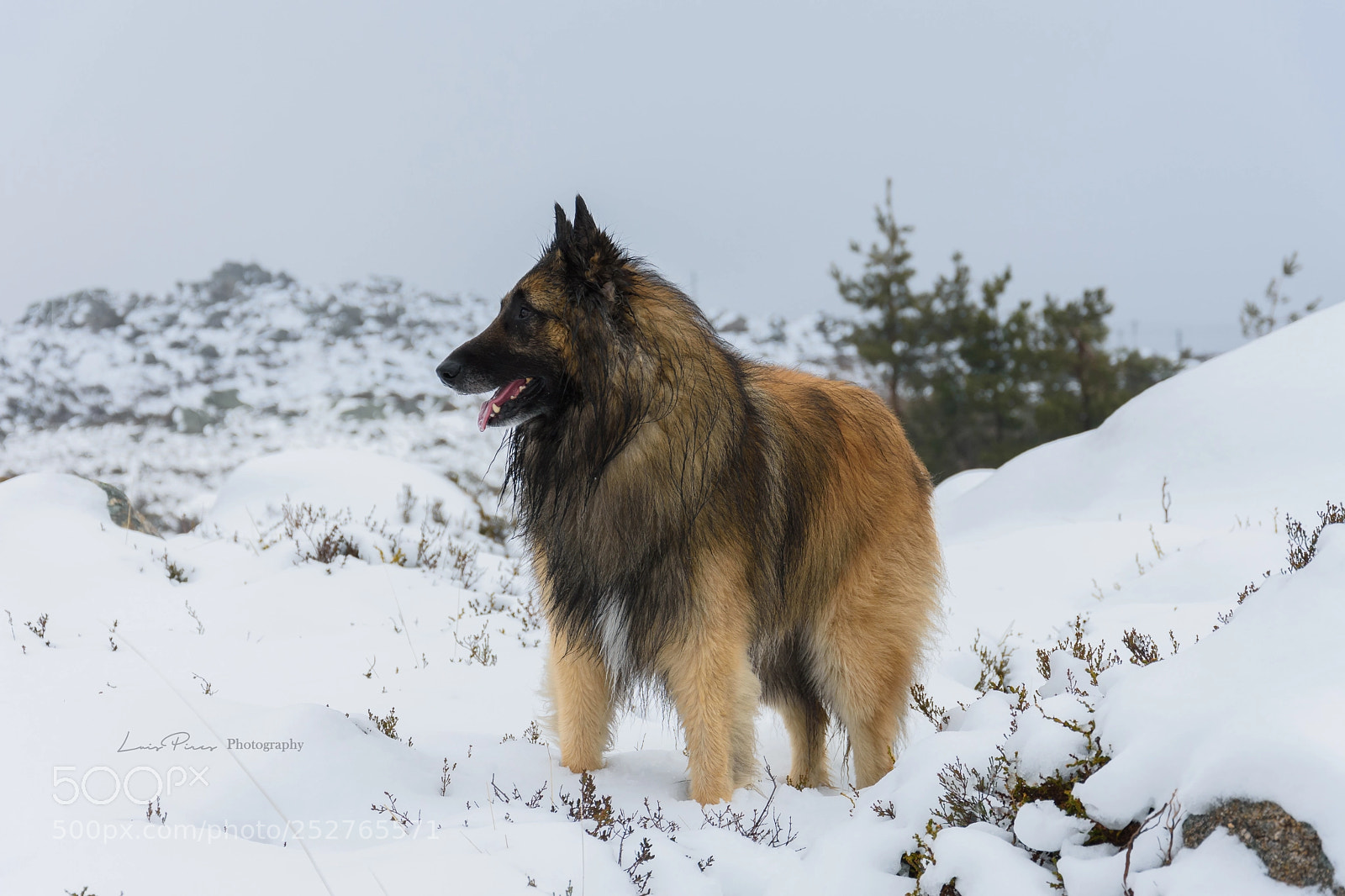 Nikon D7200 sample photo. Marley enjoying the snow. photography