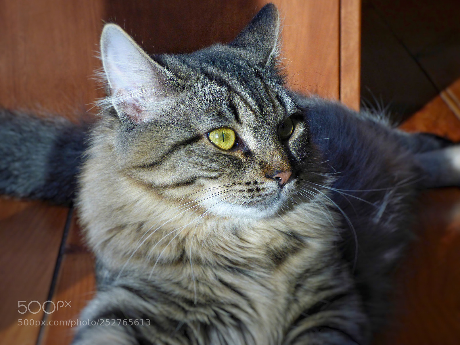Panasonic Lumix DMC-FZ70 sample photo. Sunbather photography