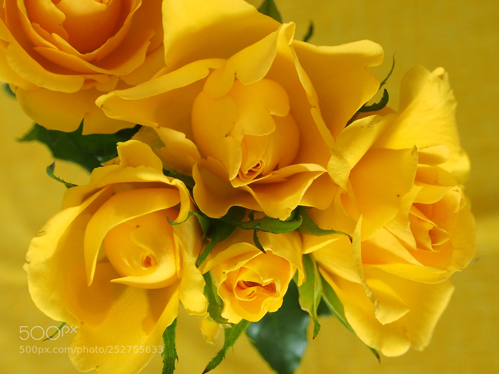 Olympus OM-D E-M5 sample photo. Rozen - gelb☺ photography