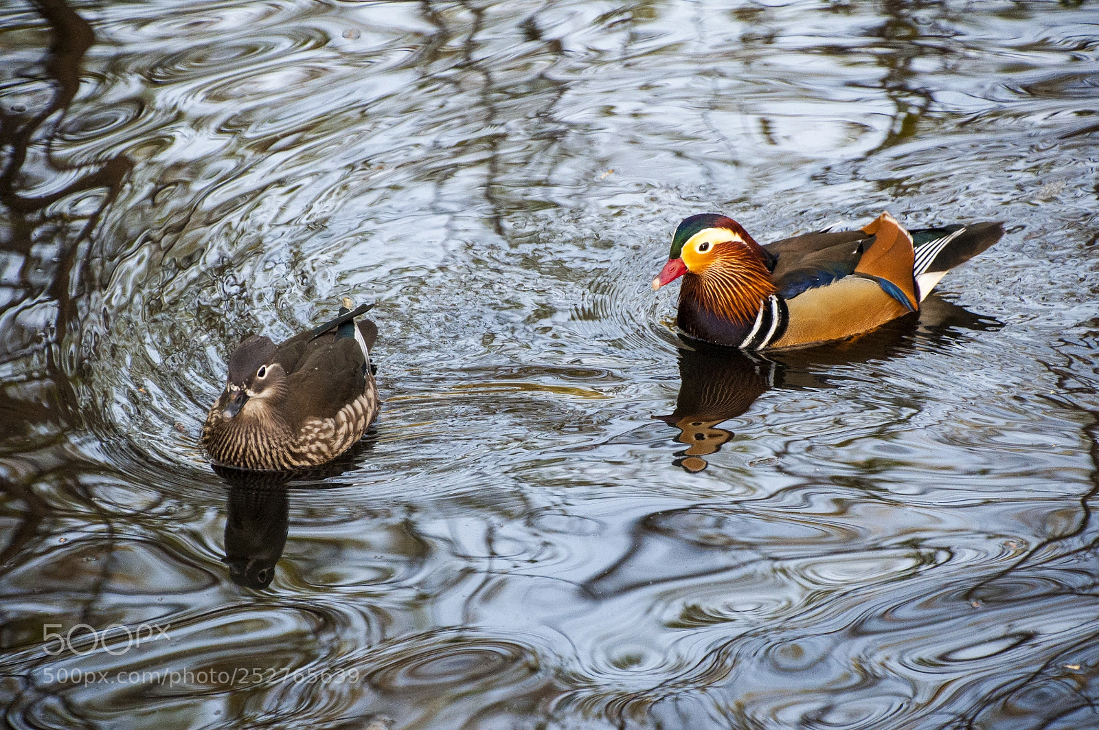 Nikon D90 sample photo. Mandarin duck photography