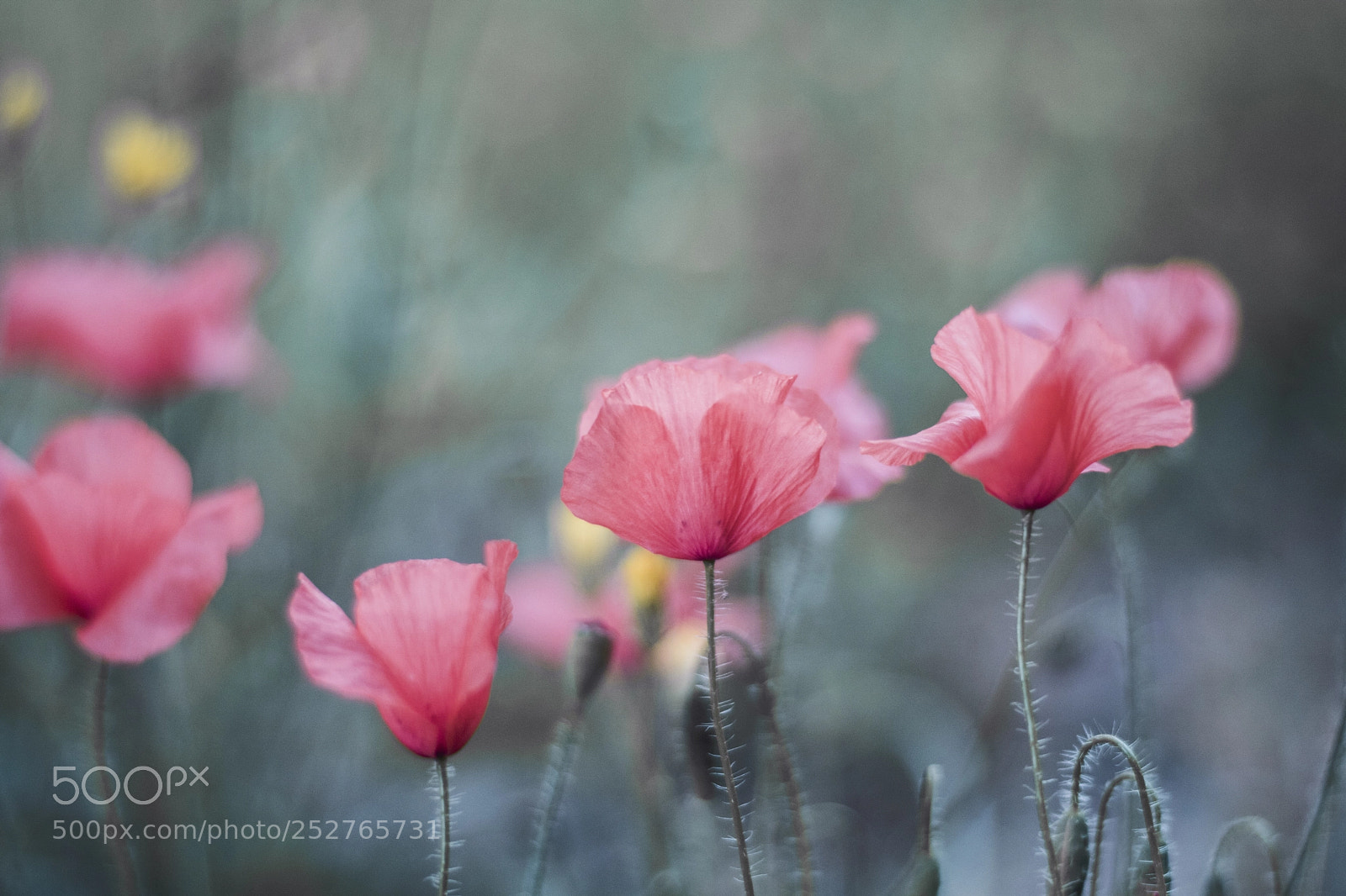 Canon EOS 760D (EOS Rebel T6s / EOS 8000D) sample photo. Poppies photography