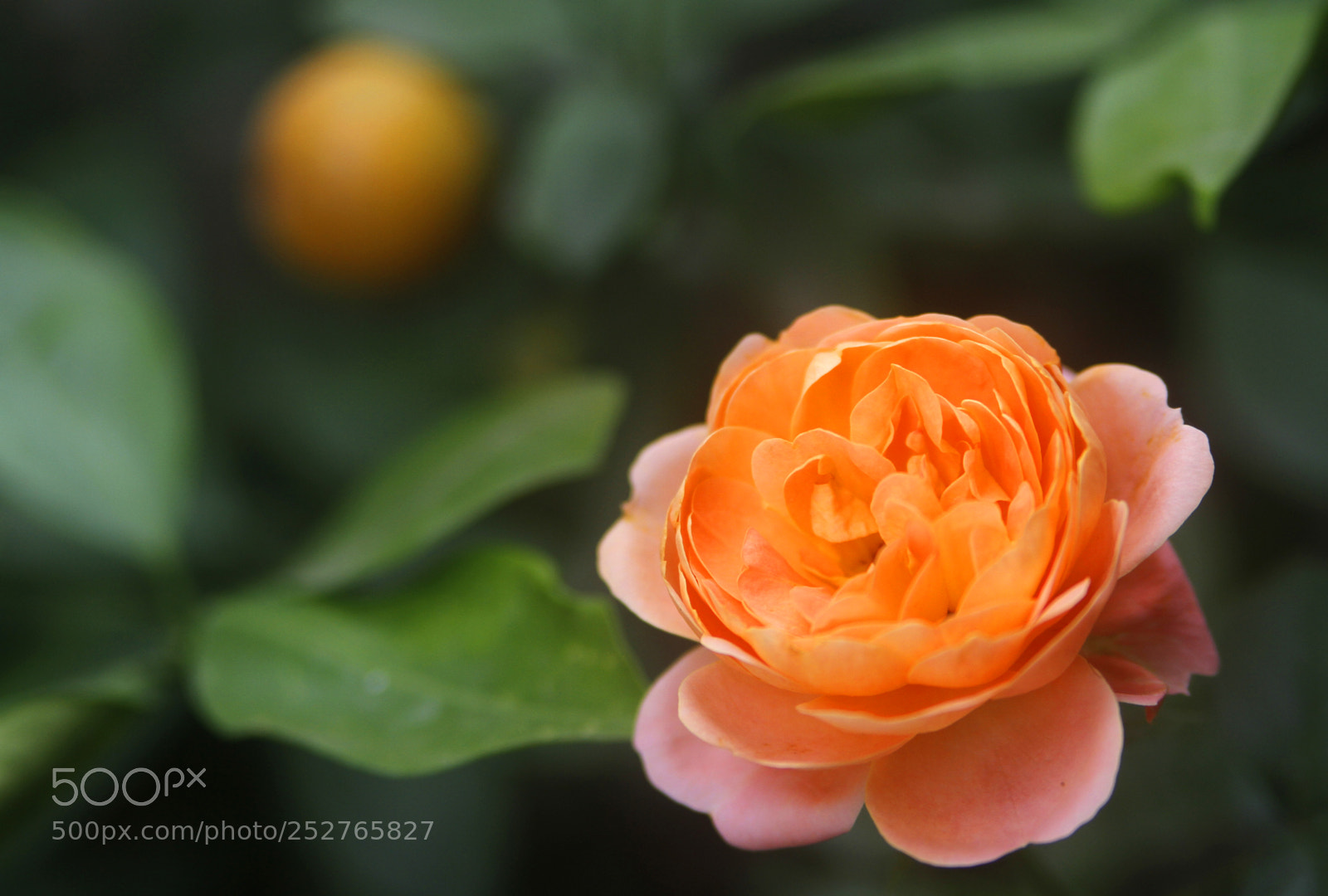 Canon EOS 7D sample photo. Rose photography