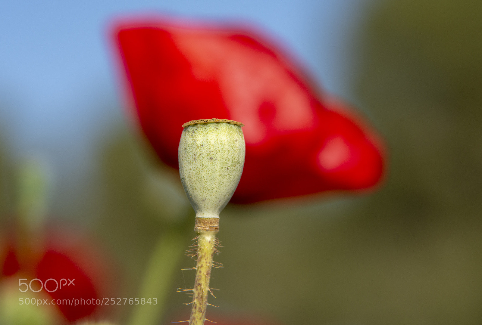 Nikon D7200 sample photo. Flower photography