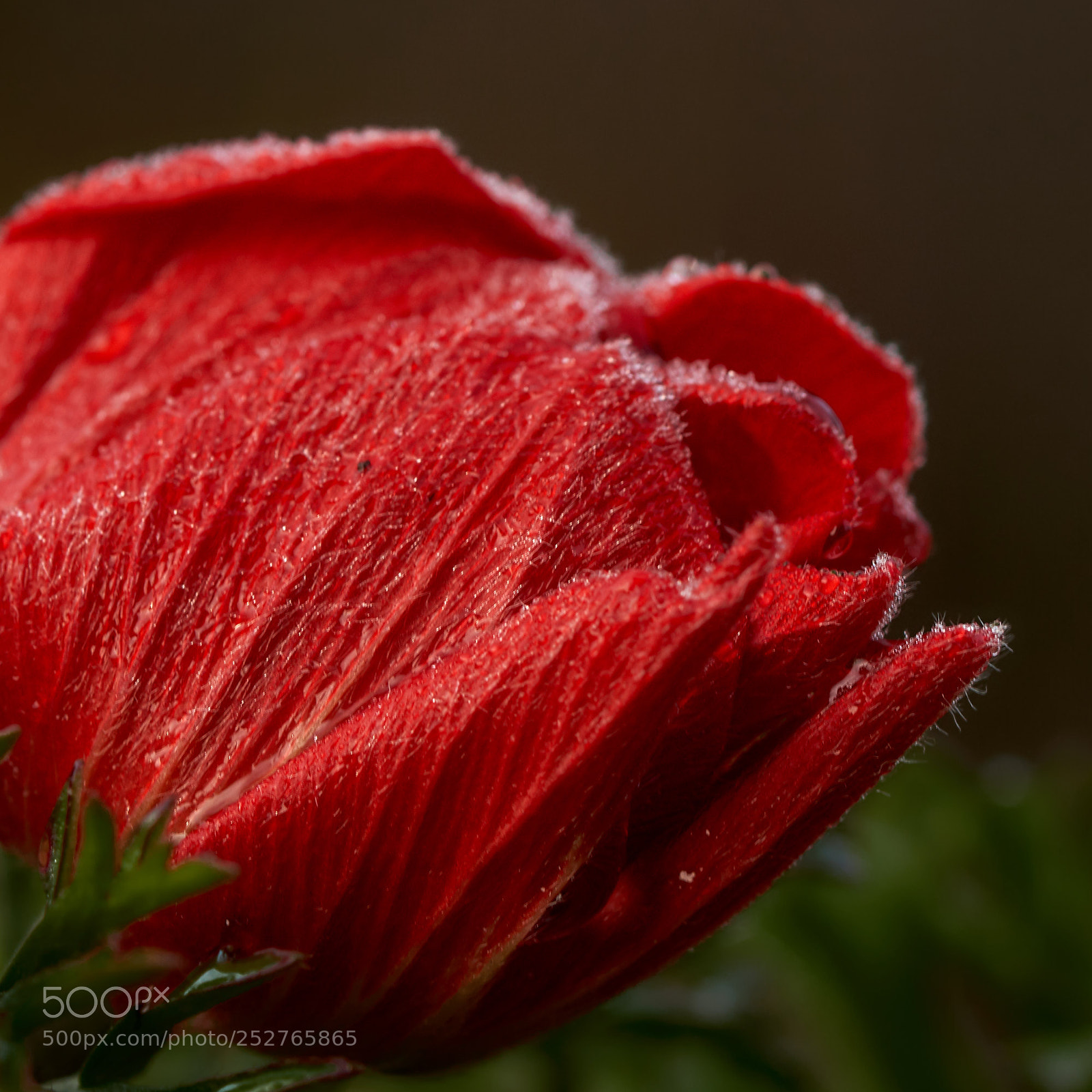 Sony SLT-A65 (SLT-A65V) sample photo. Red anemone photography