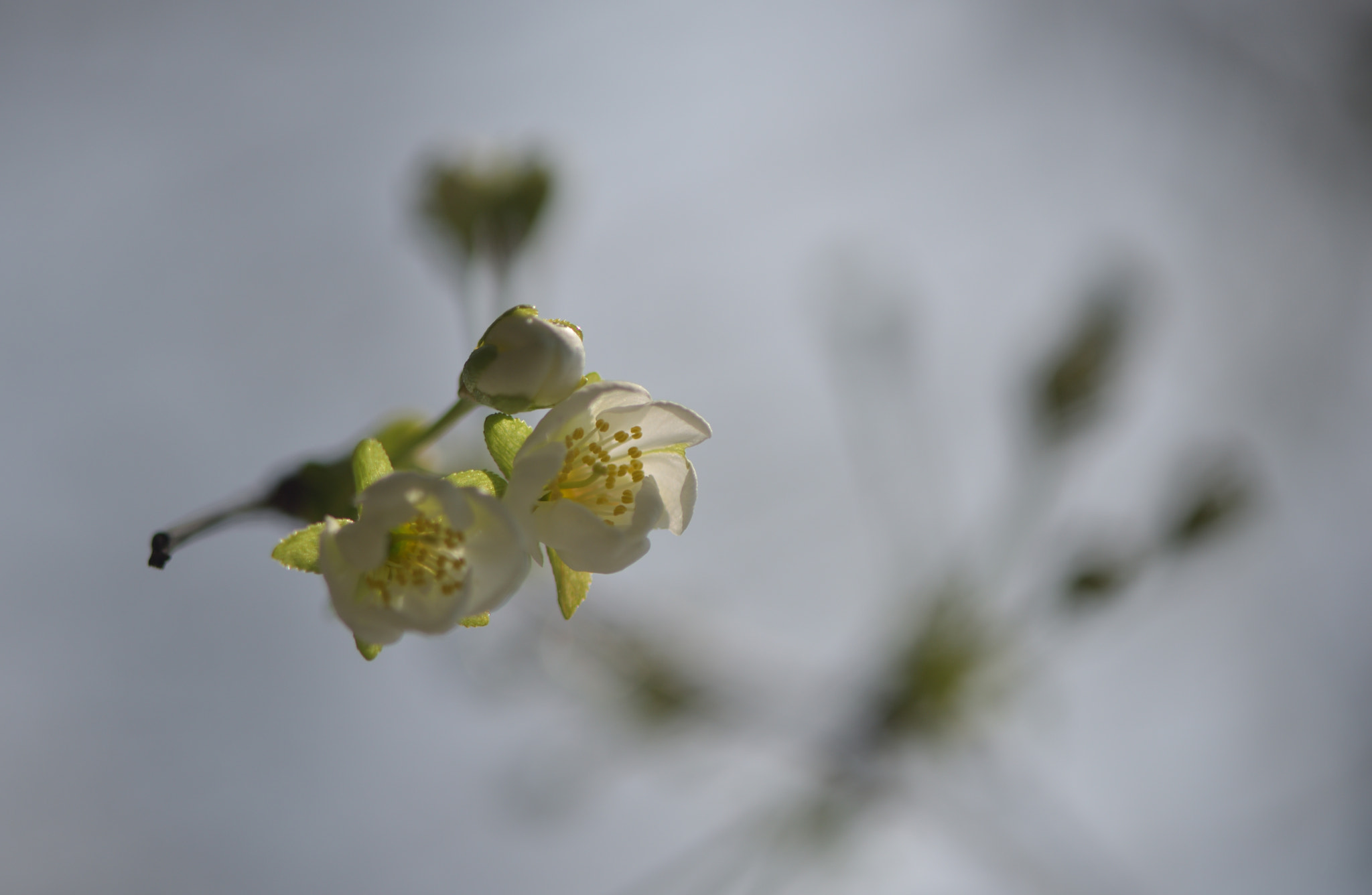 Nikon AF-S Micro-Nikkor 105mm F2.8G IF-ED VR sample photo. Come to our world photography