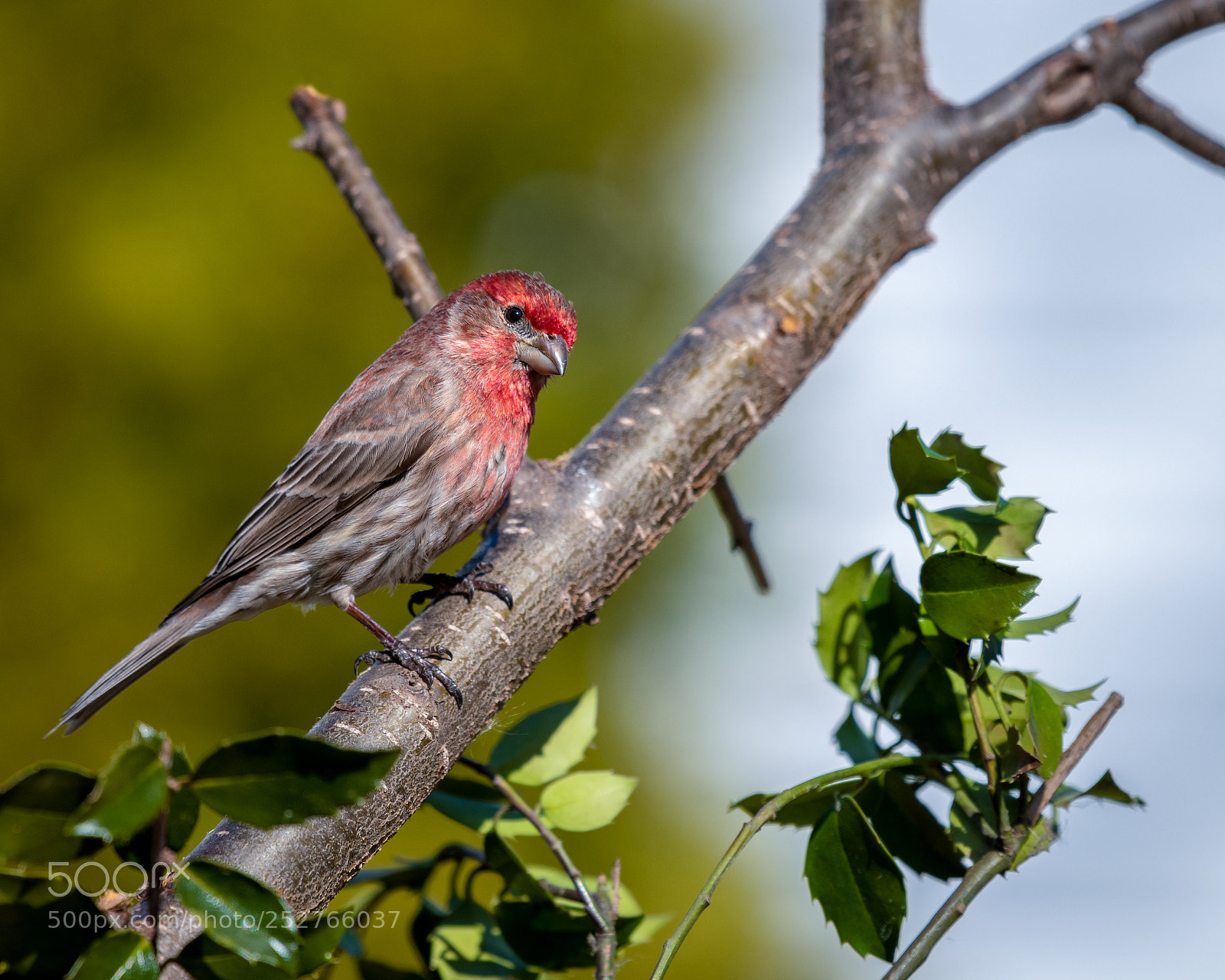 Nikon D850 sample photo. Finch in tree photography