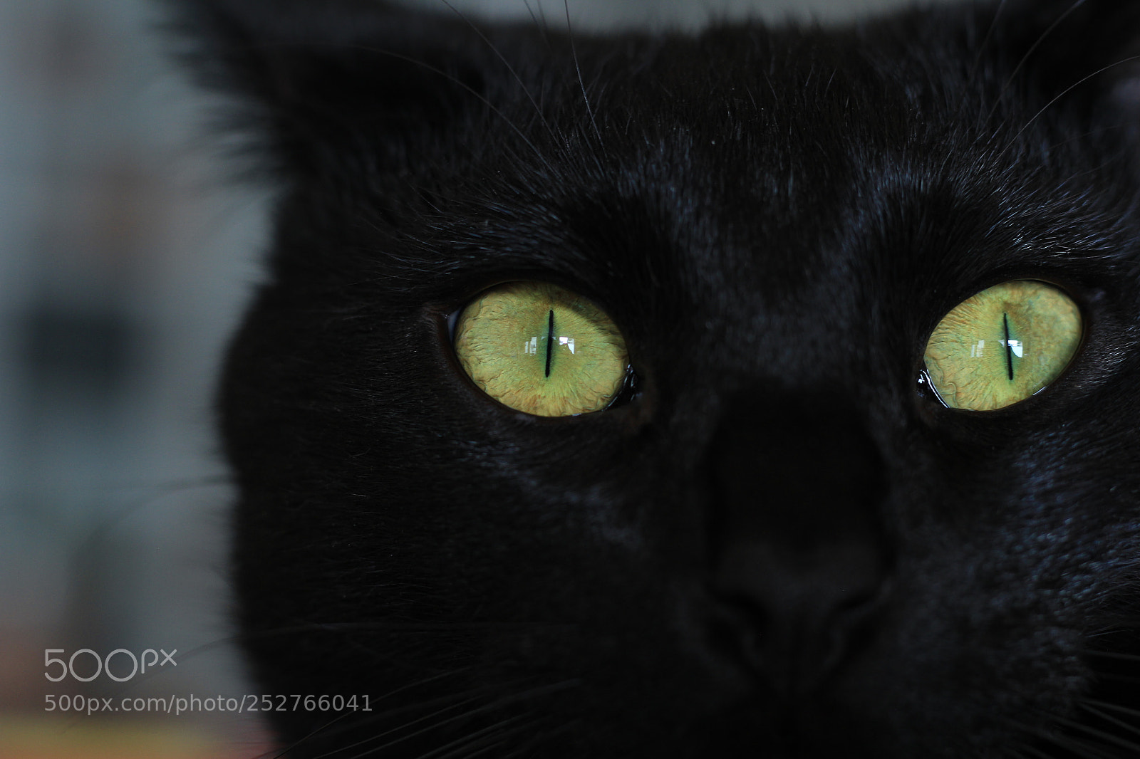 Canon EOS 60D + Canon EF 50mm F1.8 STM sample photo. Eleven photography