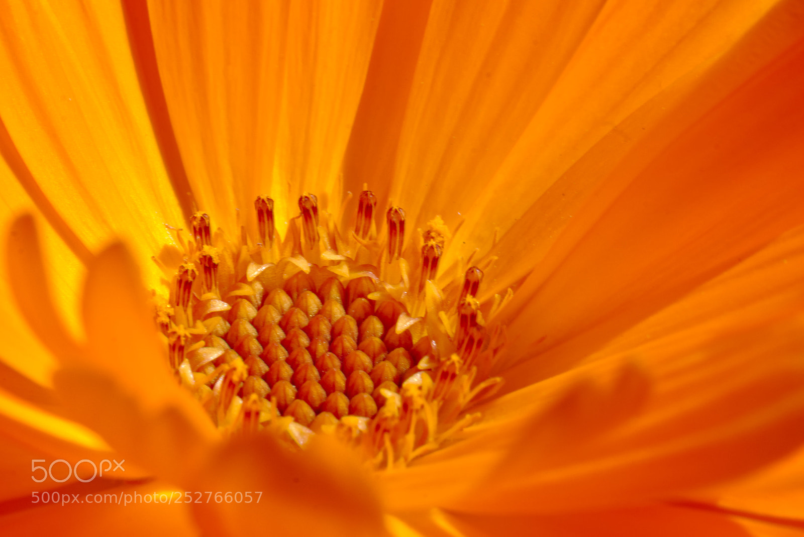 Canon EOS 70D + Canon EF 50mm F1.8 STM sample photo. Orange world photography
