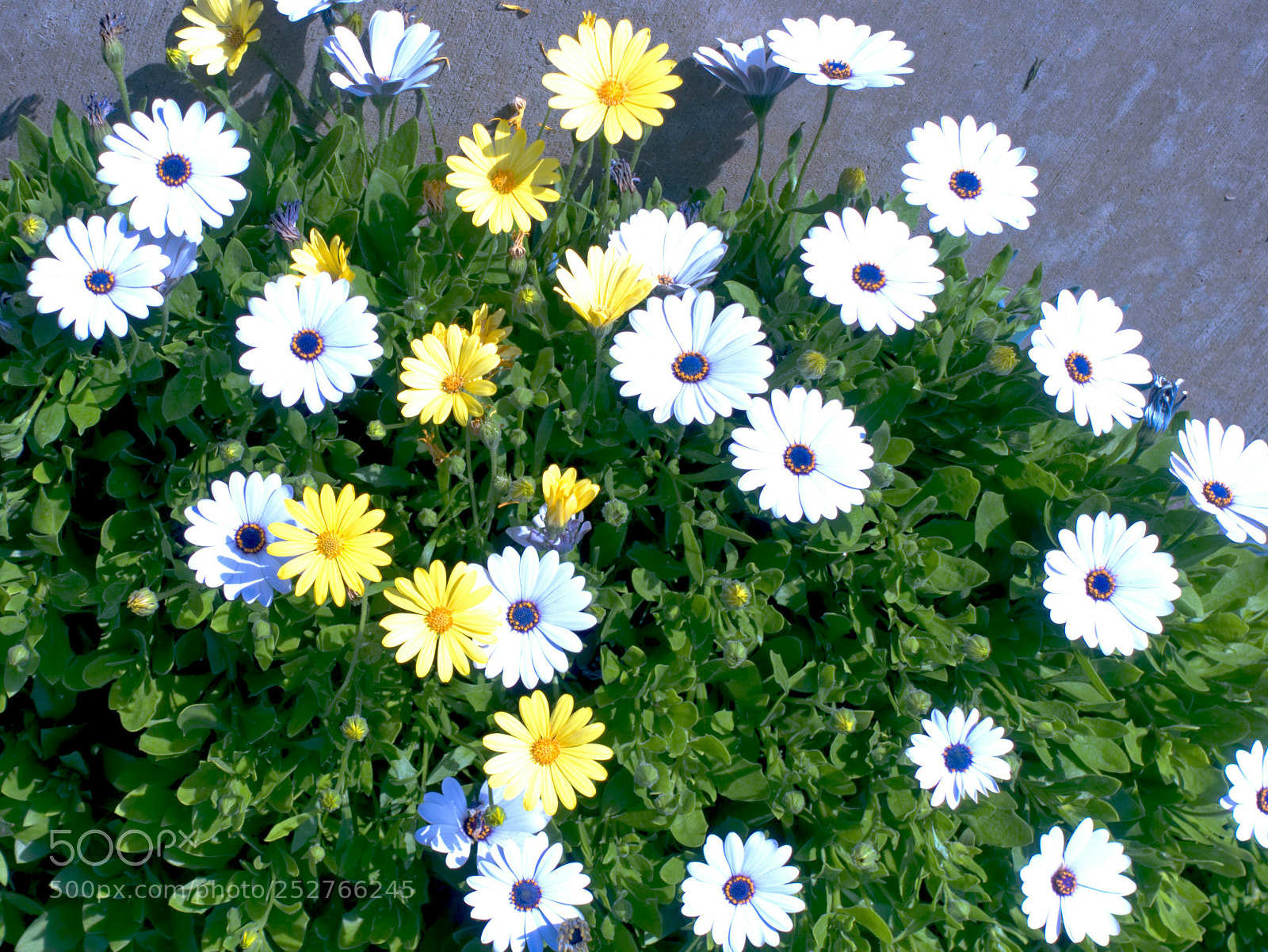 Sony Cyber-shot DSC-RX100 III sample photo. Daisies photography